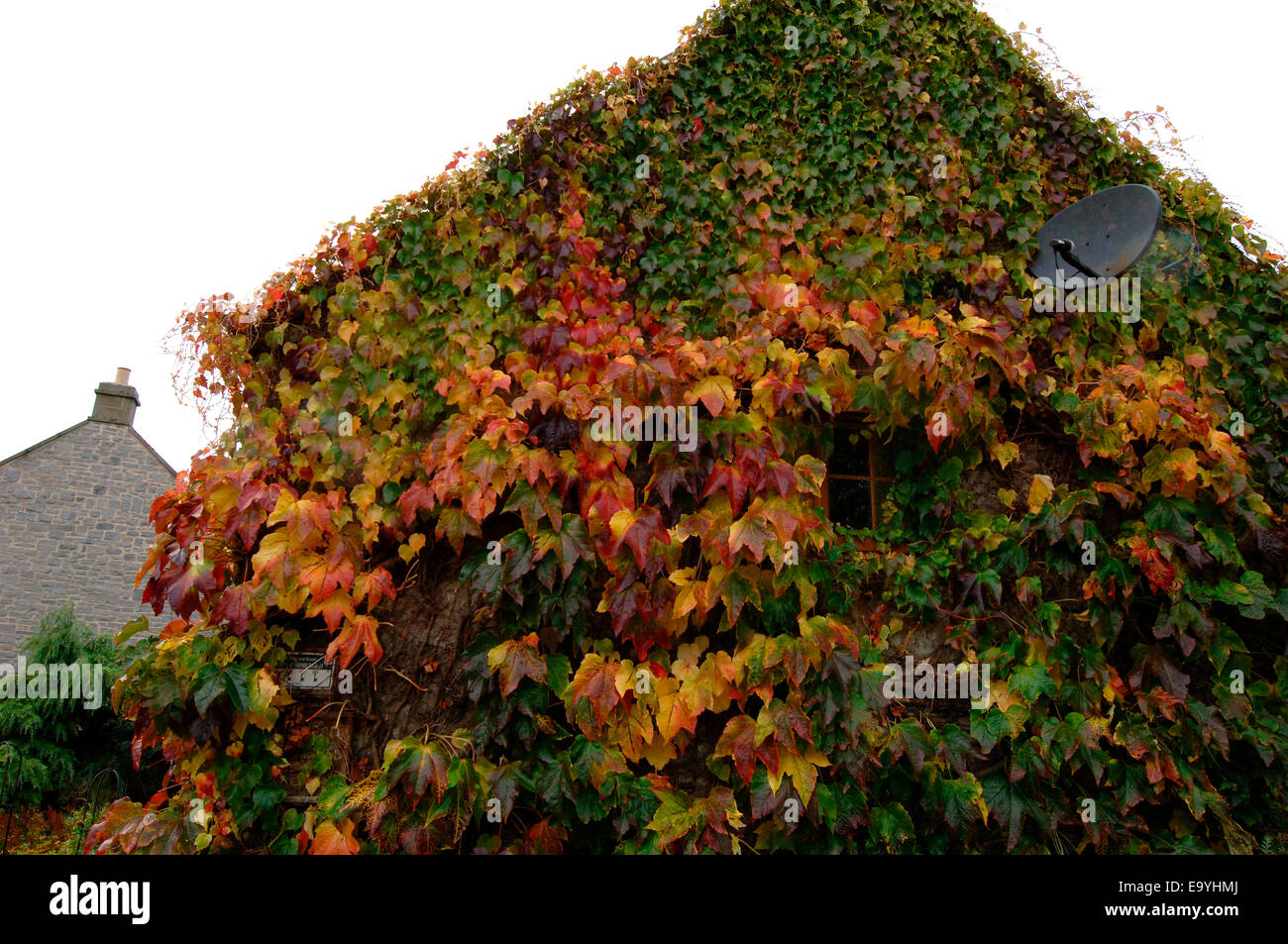 Virginia creeper garden hires stock photography and images Alamy