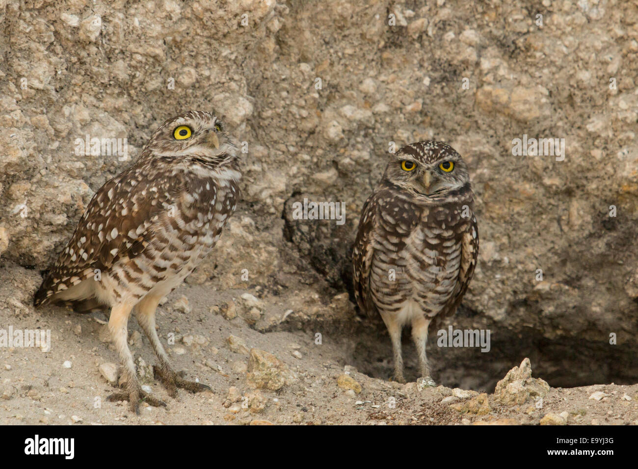 Florida burrowing owls looking for predators outside a burrow - Athene ...