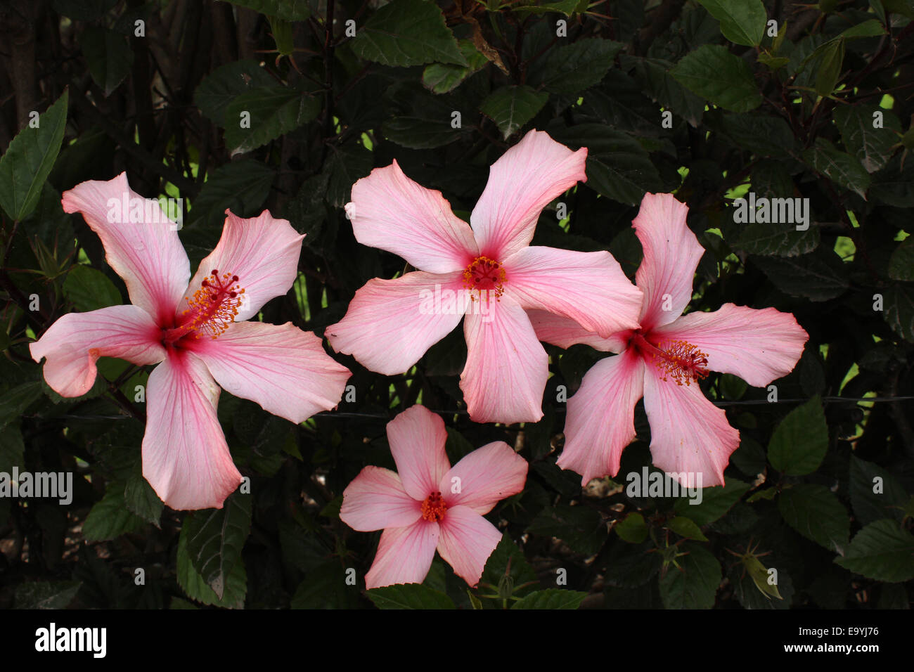 Hibiscus flowers growing on a tree in Cotacachi, Ecuador Stock Photo