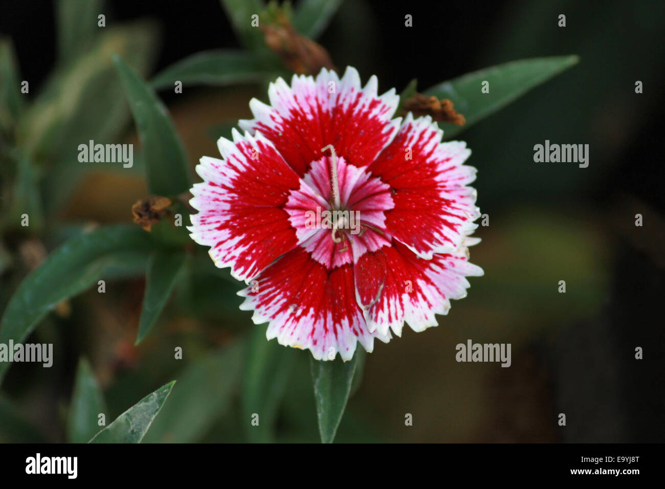 Carnation Of India Stock Photos & Carnation Of India Stock Images Alamy