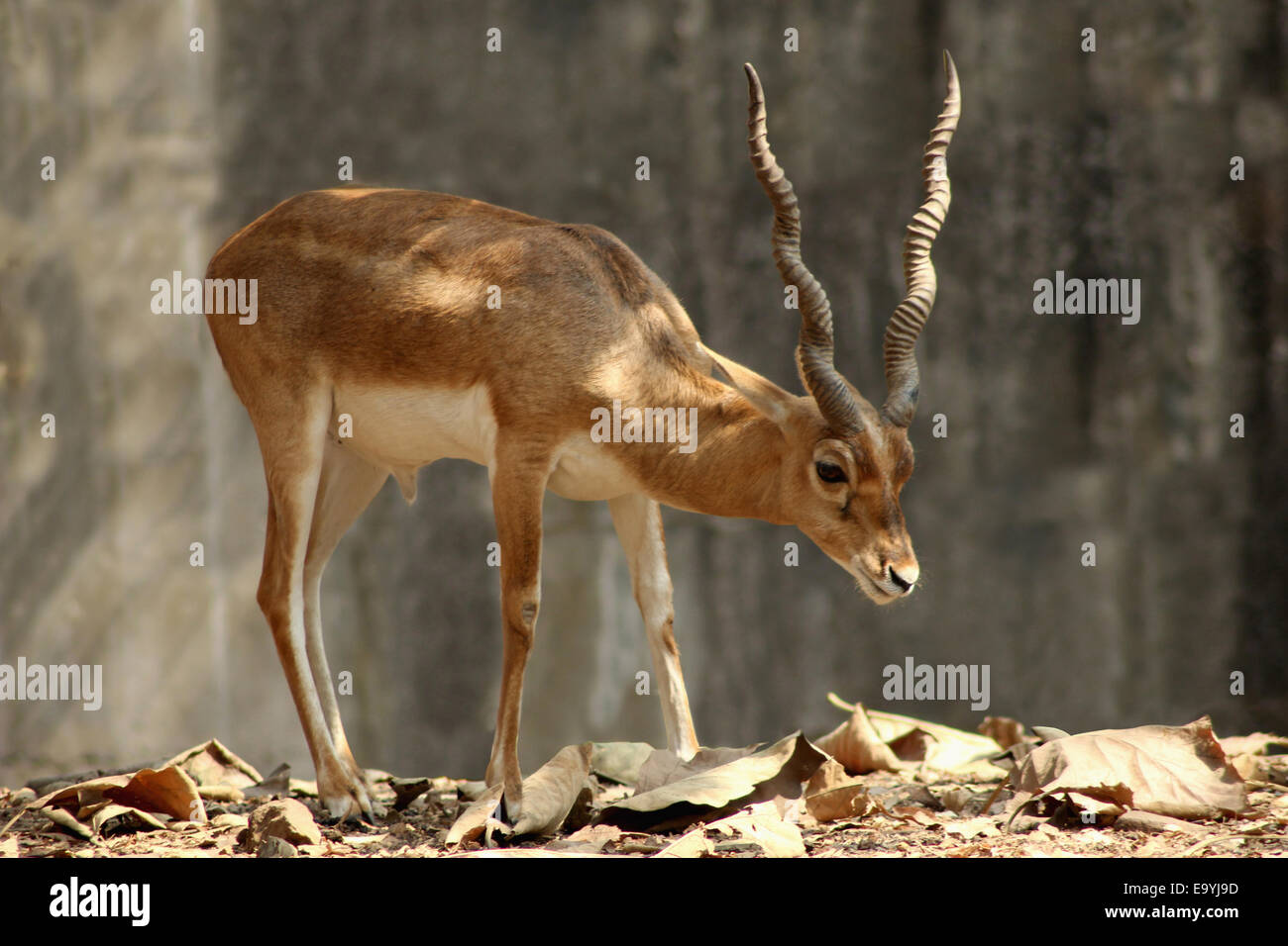 Chinkara deer hi-res stock photography and images - Alamy