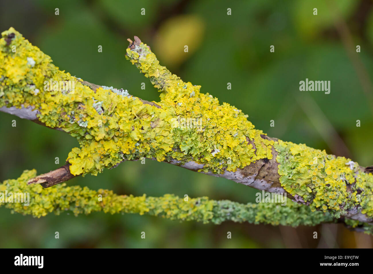 Common Orange Lichen on a tree branch Stock Photo