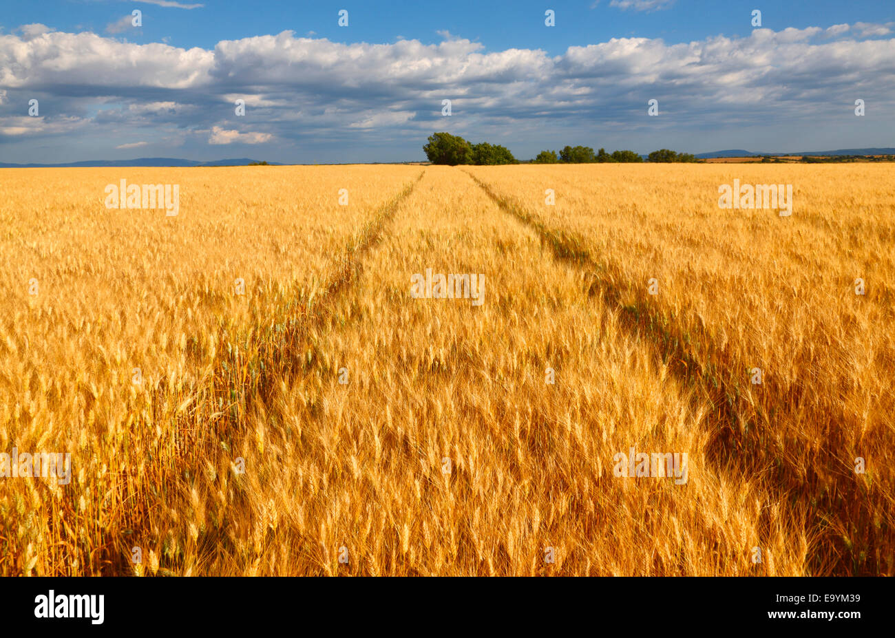 Wheat filed with clouds on the blue sky Stock Photo