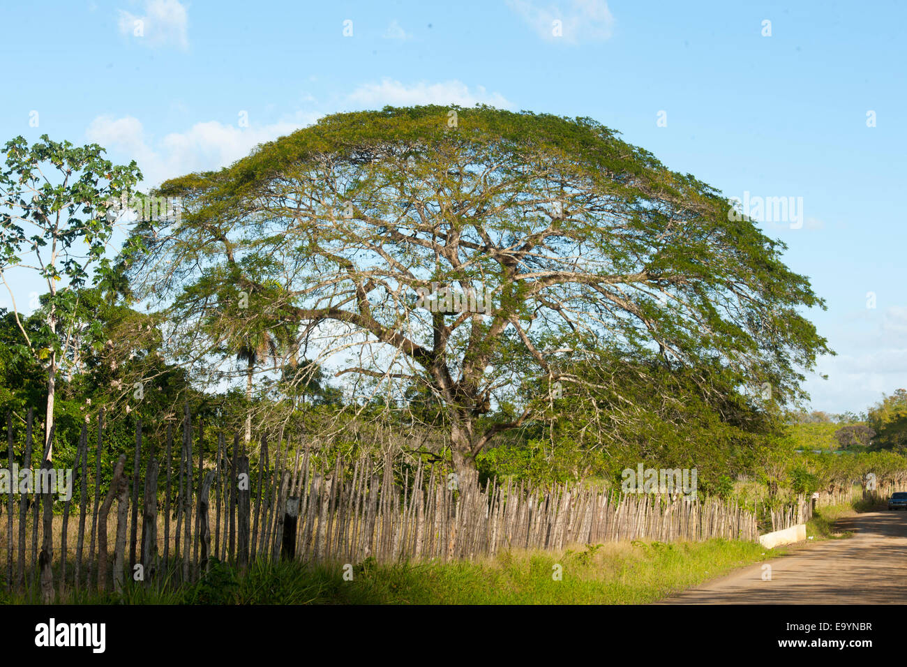 Dominikanische Republik, Osten, Baum an der Strasse zur Rancho Capote westlich von Hato Mayor Stock Photo