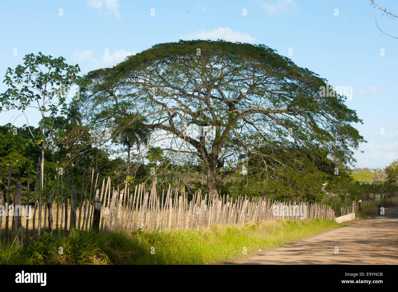 Dominikanische Republik, Osten, Baum an der Strasse zur Rancho Capote westlich von Hato Mayor Stock Photo