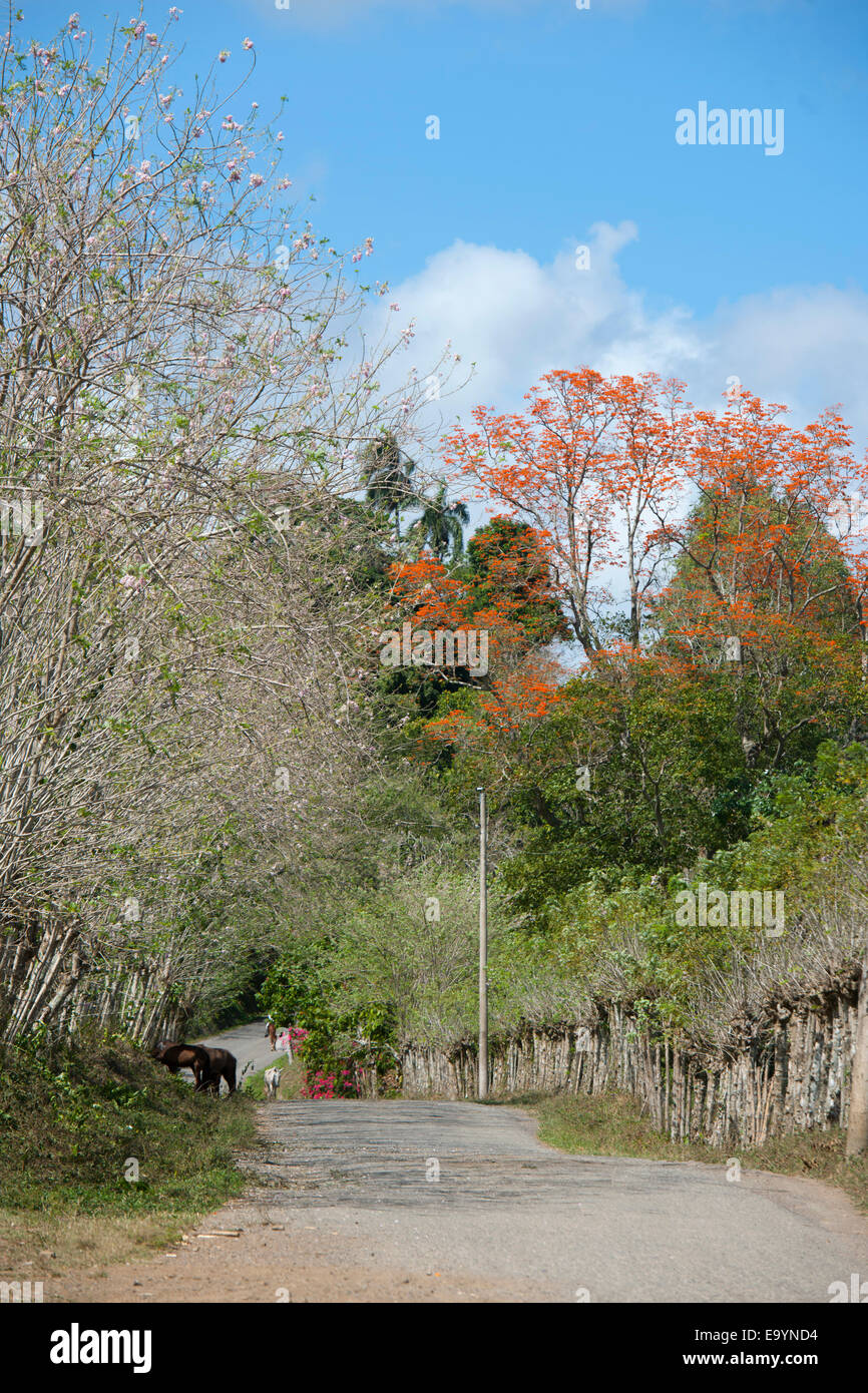 Dominikanische Republik, Osten, blühende Bäume an der Strasse von  Hato Mayor zur Cueva Fun Fun Stock Photo