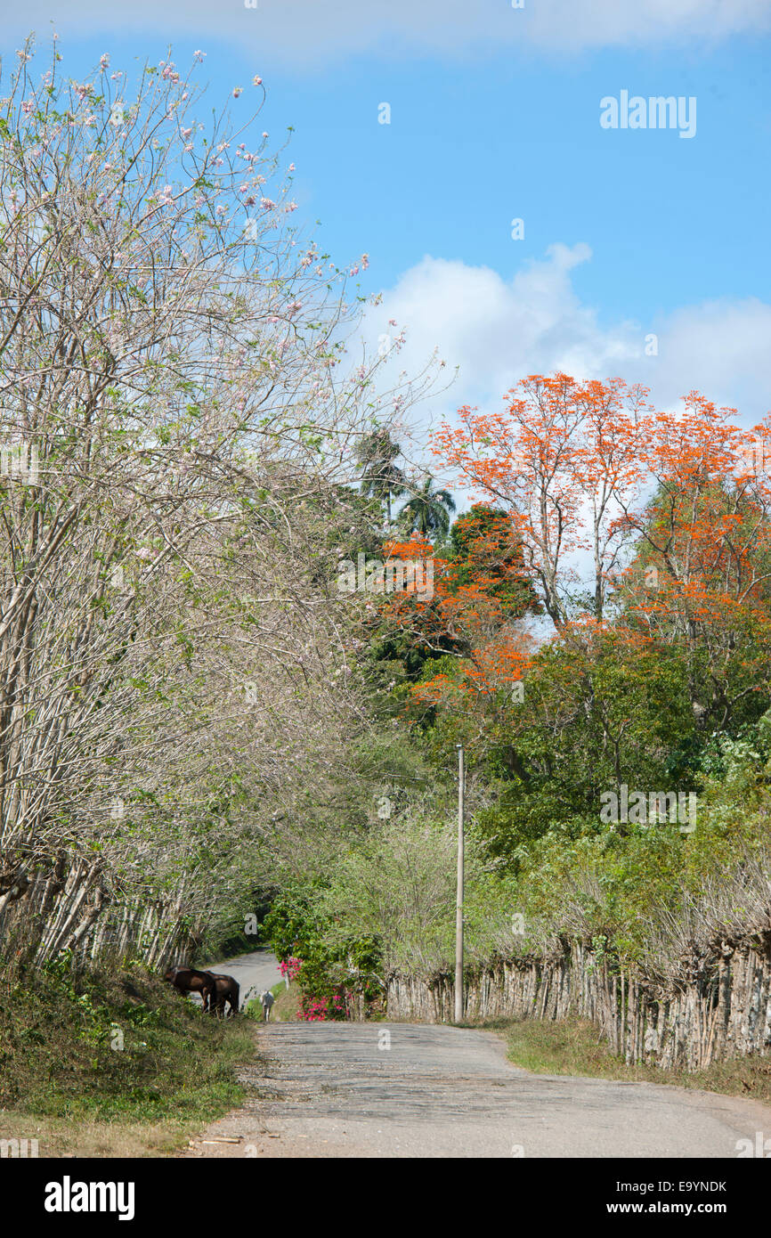 Dominikanische Republik, Osten, blühende Bäume an der Strasse von Hato Mayor zur Cueva Fun Fun Stock Photo