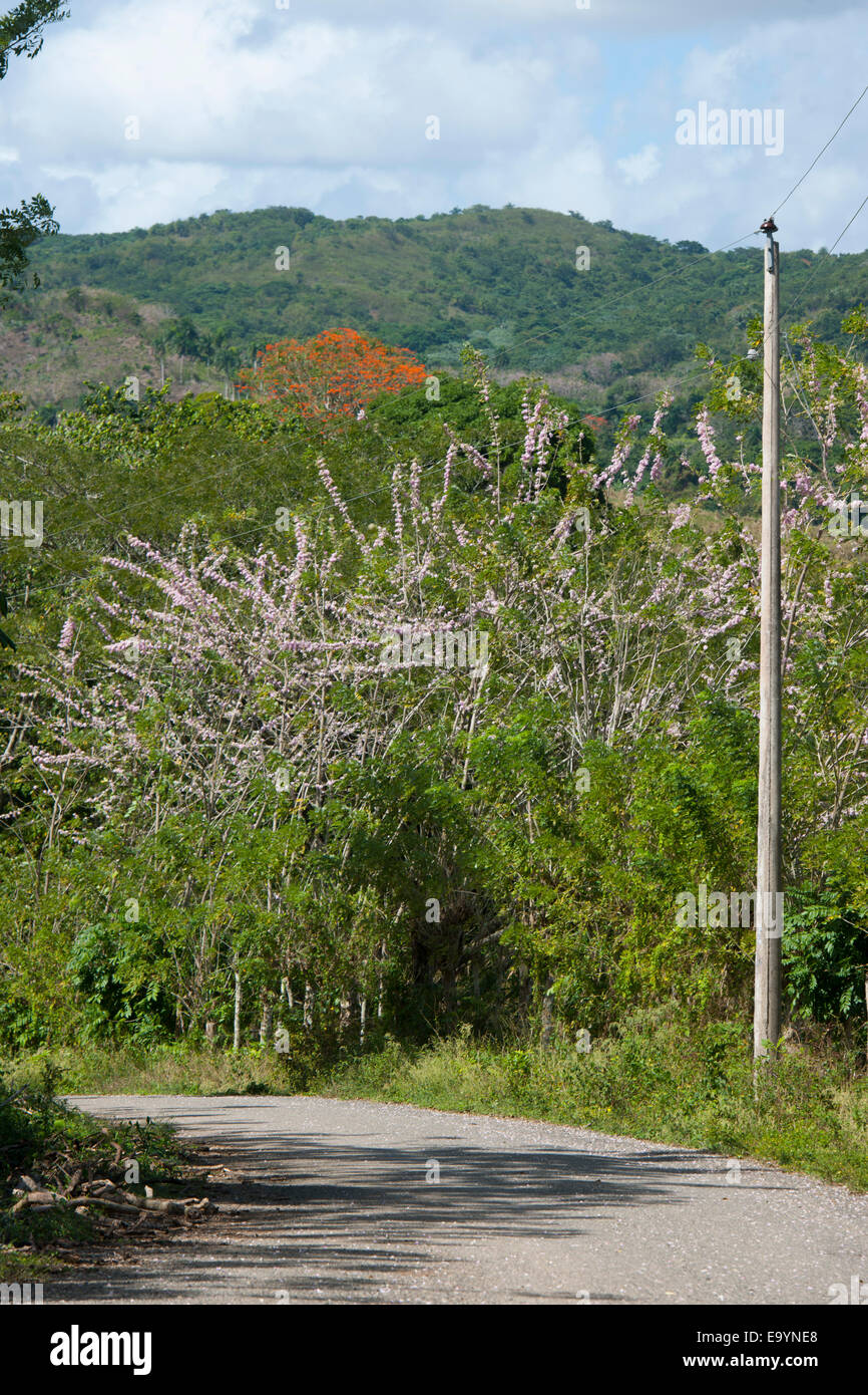 Dominikanische Republik, Osten, blühende Bäume an der Strasse von Hato Mayor zur Cueva Fun Fun Stock Photo