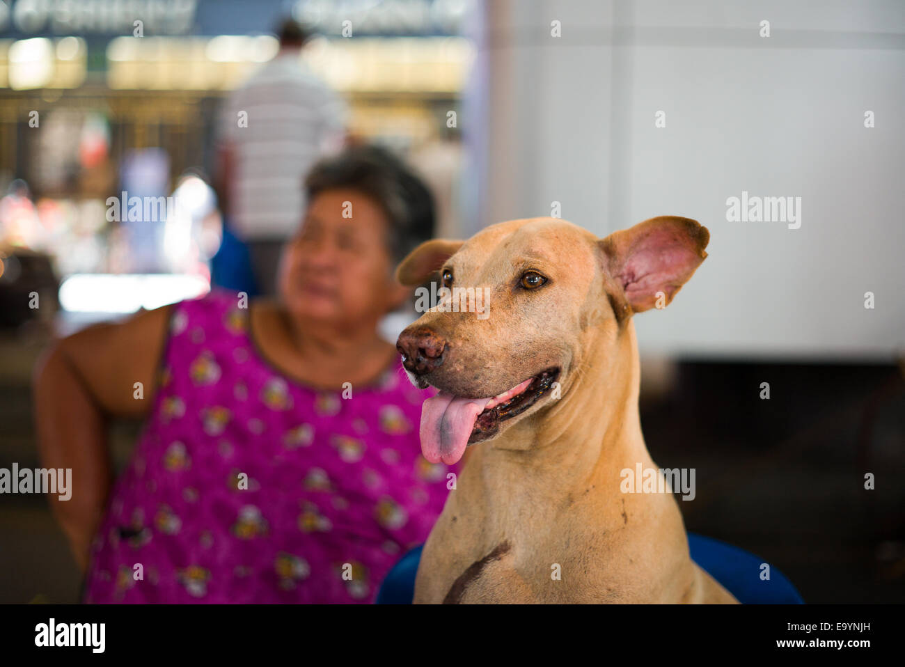 Are Paralyzed Dogs Happy