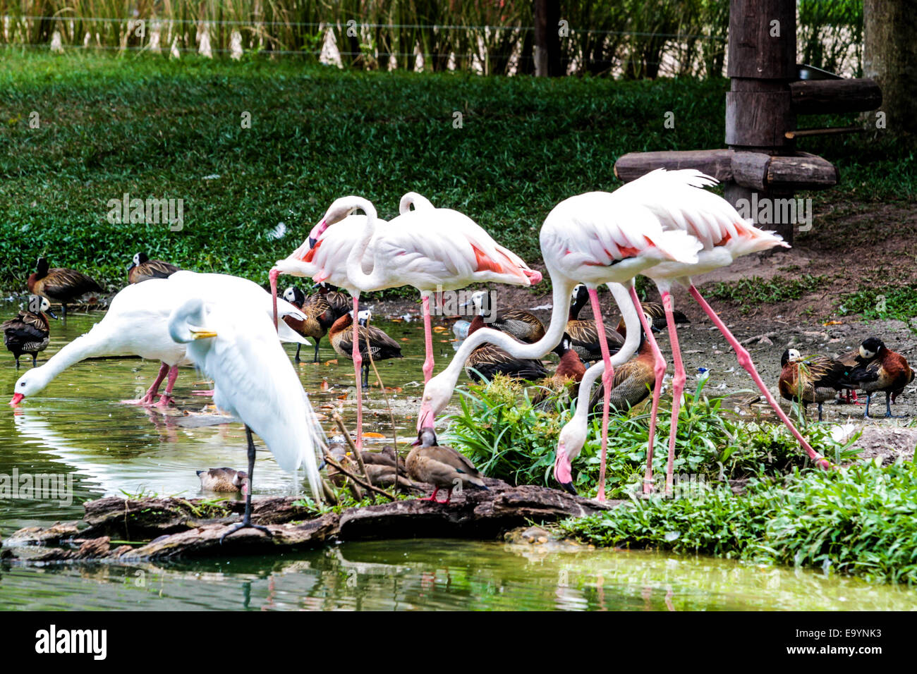Flamingos in Mangal das Garças Belém, Pará, Brazil Stock Photo