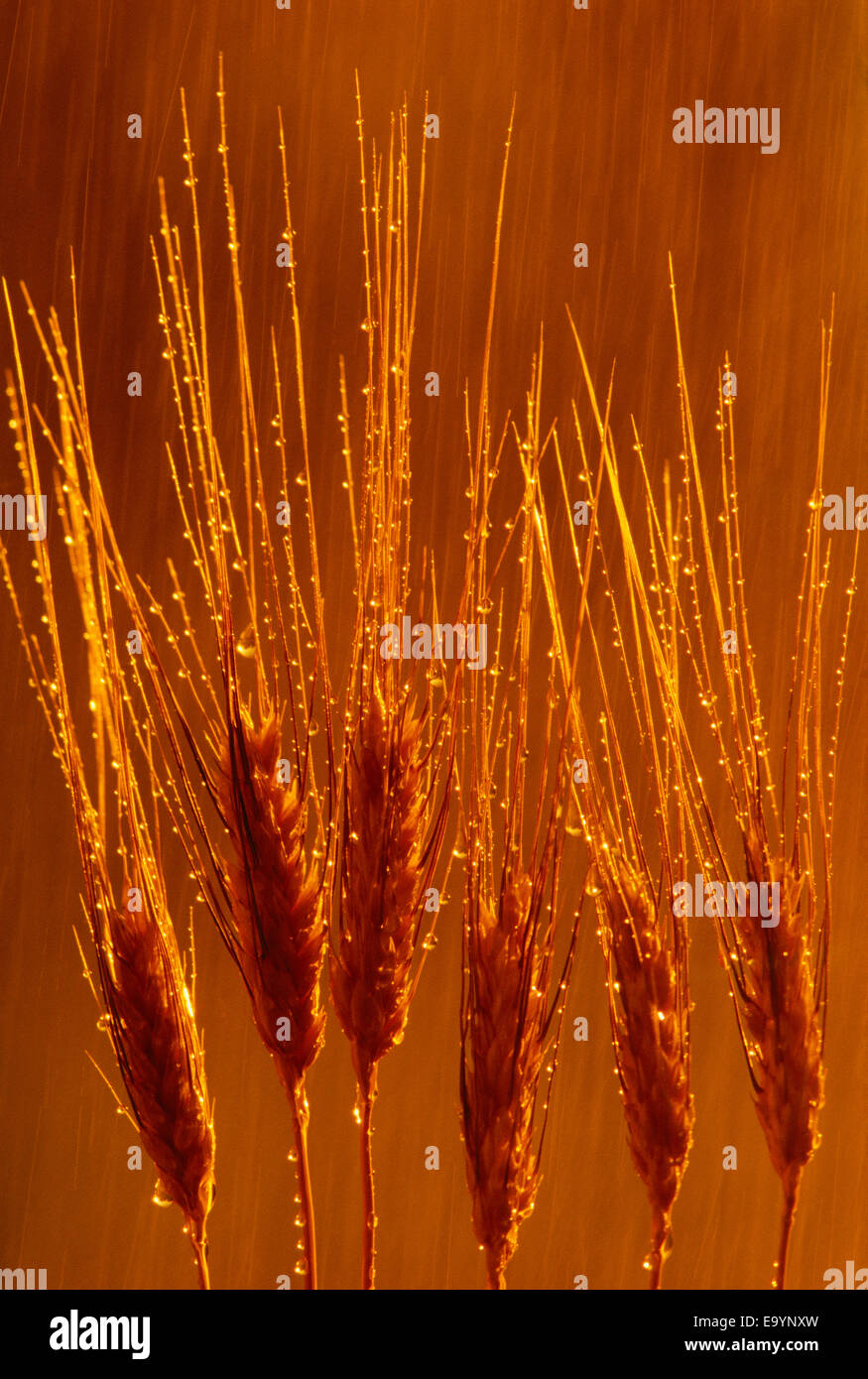 Agriculture - Closeup of mature heads of Durum wheat with raindrops in late afternoon light / Manitoba, Canada. Stock Photo