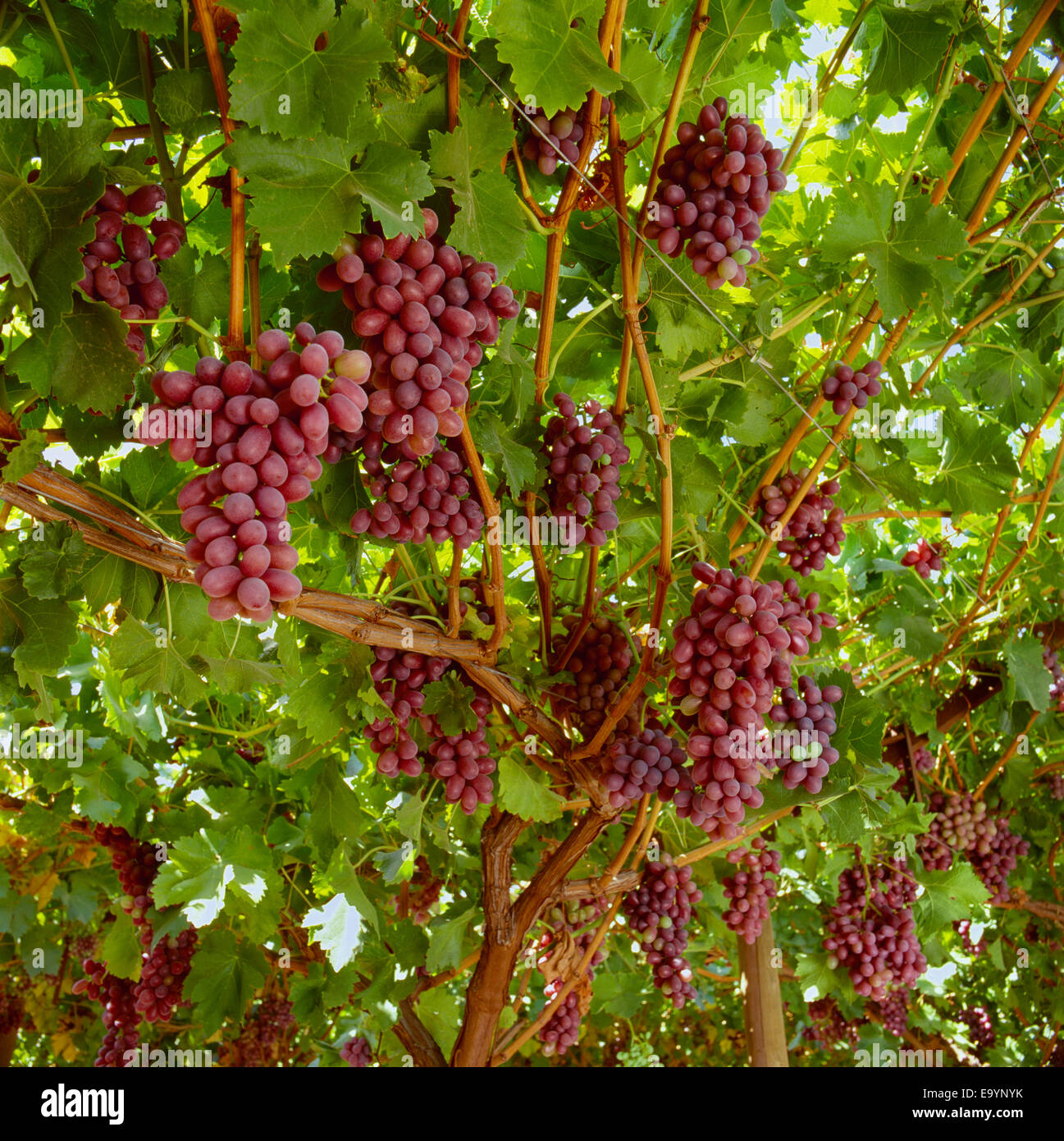 Produce, Crimson Seedless grapes on the vine, grown with a full