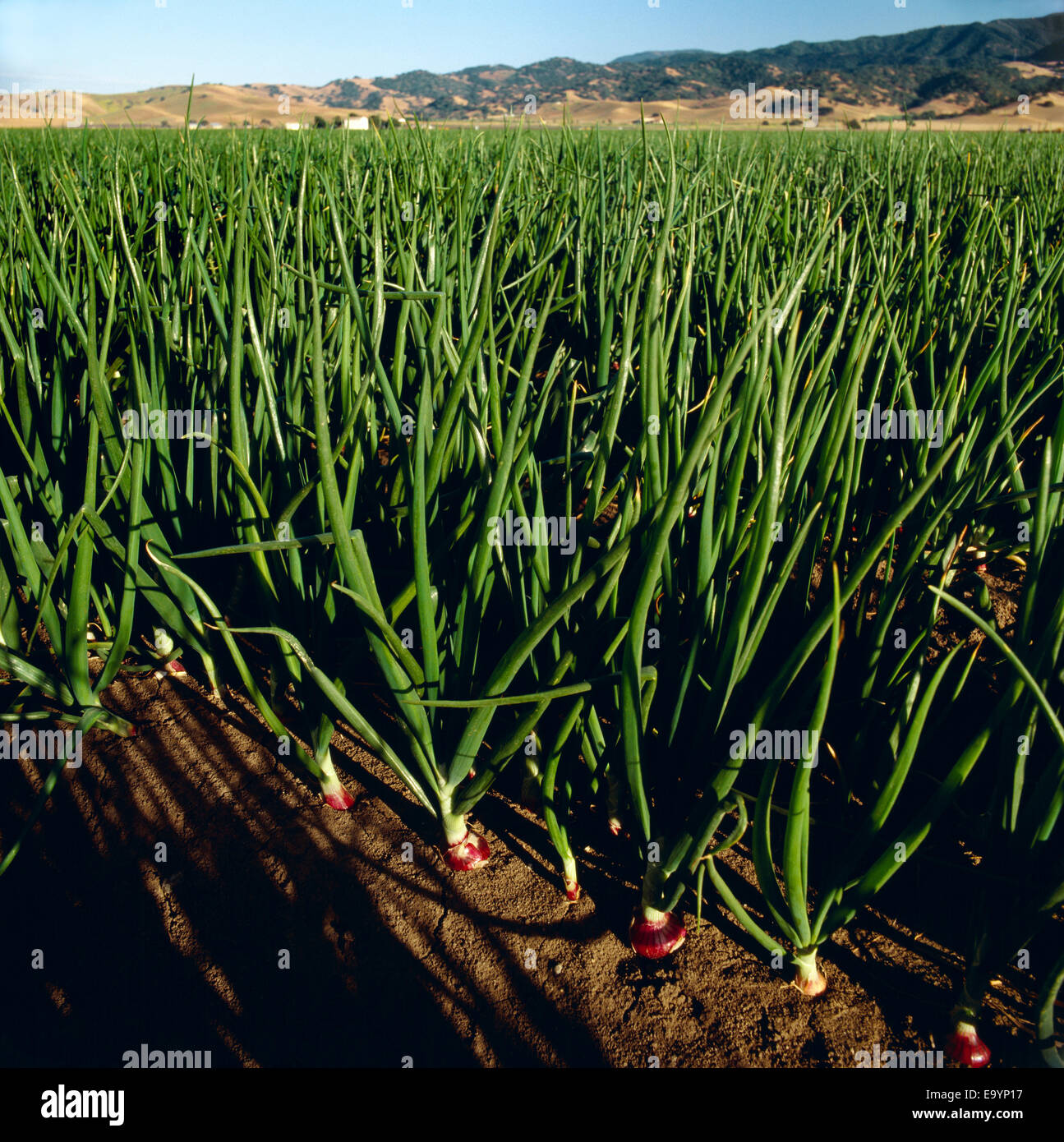 Agriculture Closeup view of mid growth red onions / San Juan Bautista