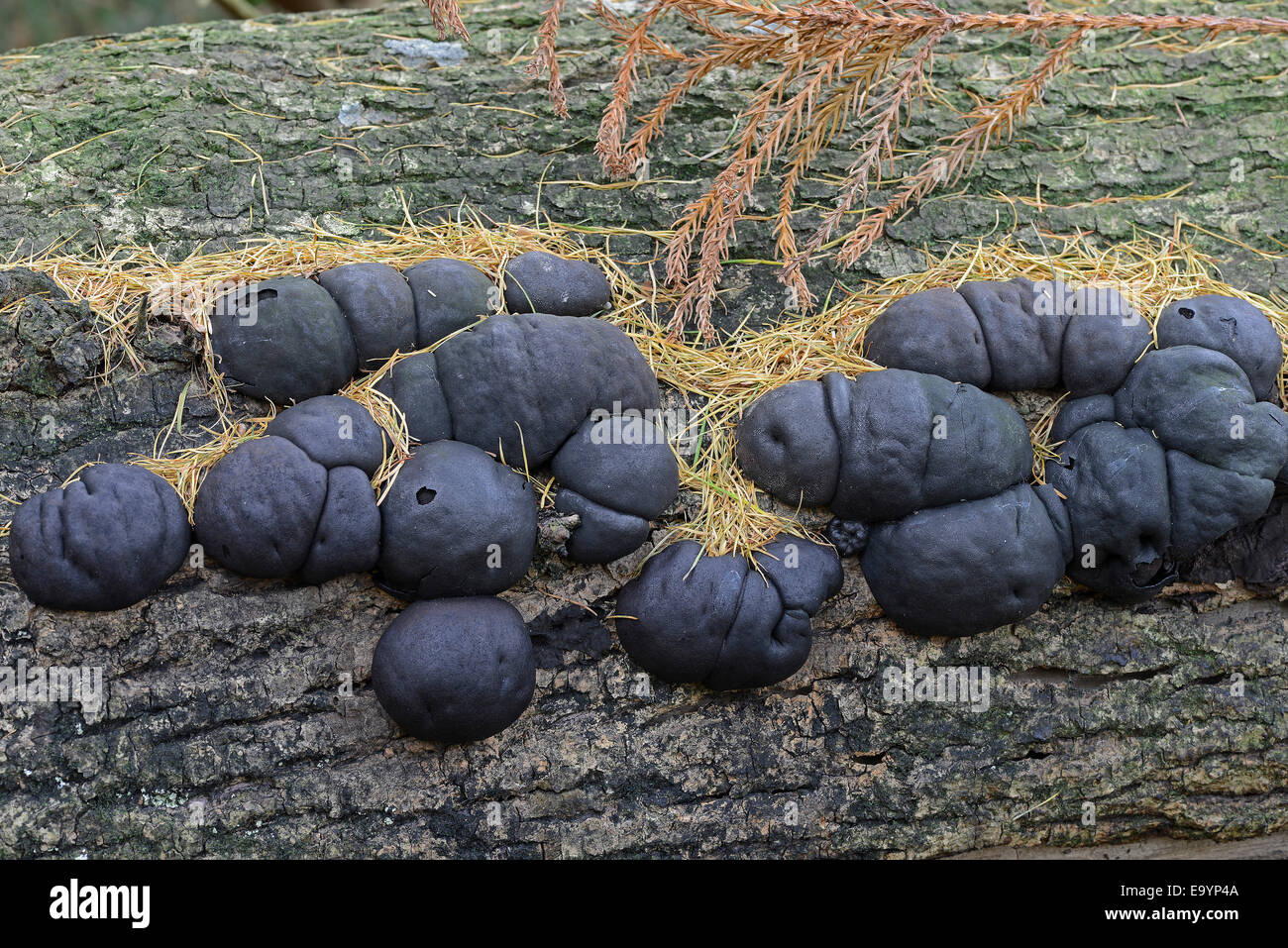 Cramp Balls, or King Alfred's Cakes: Daldinia concentrica. With Larch needles, north Wales. Stock Photo