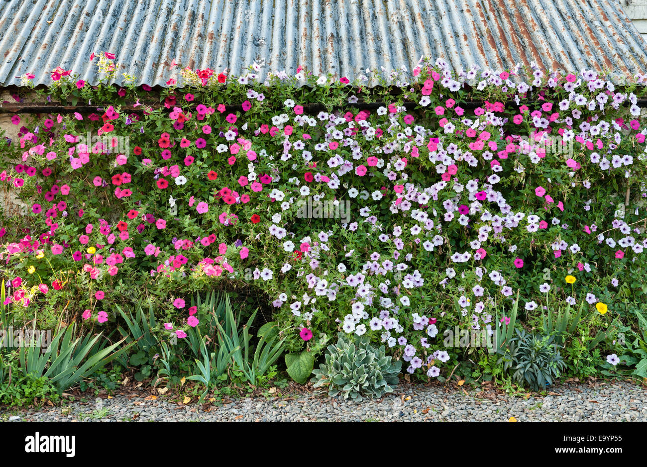 Petunias grown against a wall, UK Stock Photo