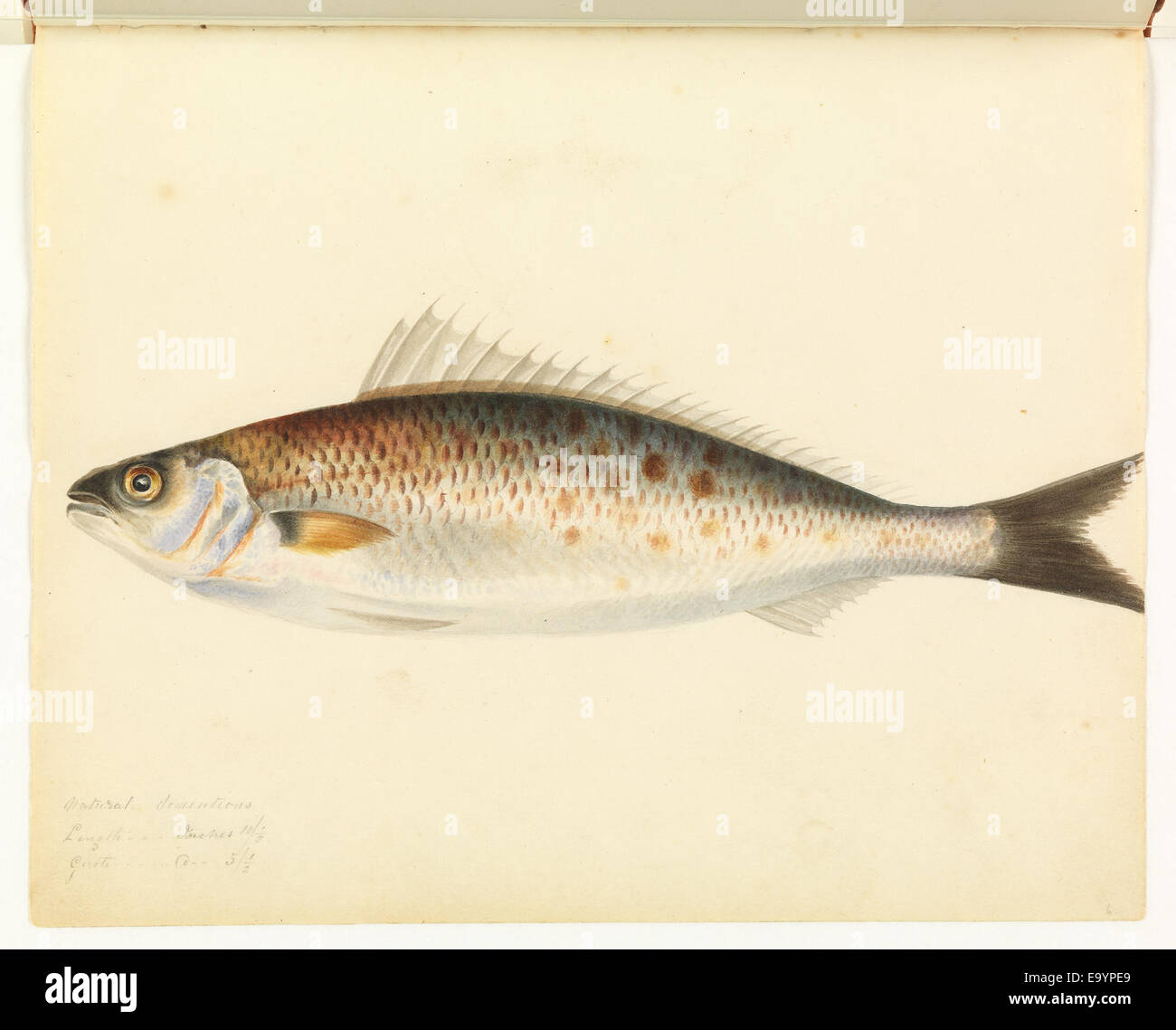 Australian native fish wildlife hi-res stock photography and images - Alamy