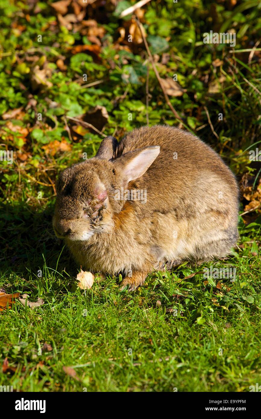 Rabbit with swollen closed eye due to Myxomatosis disease Stock Photo