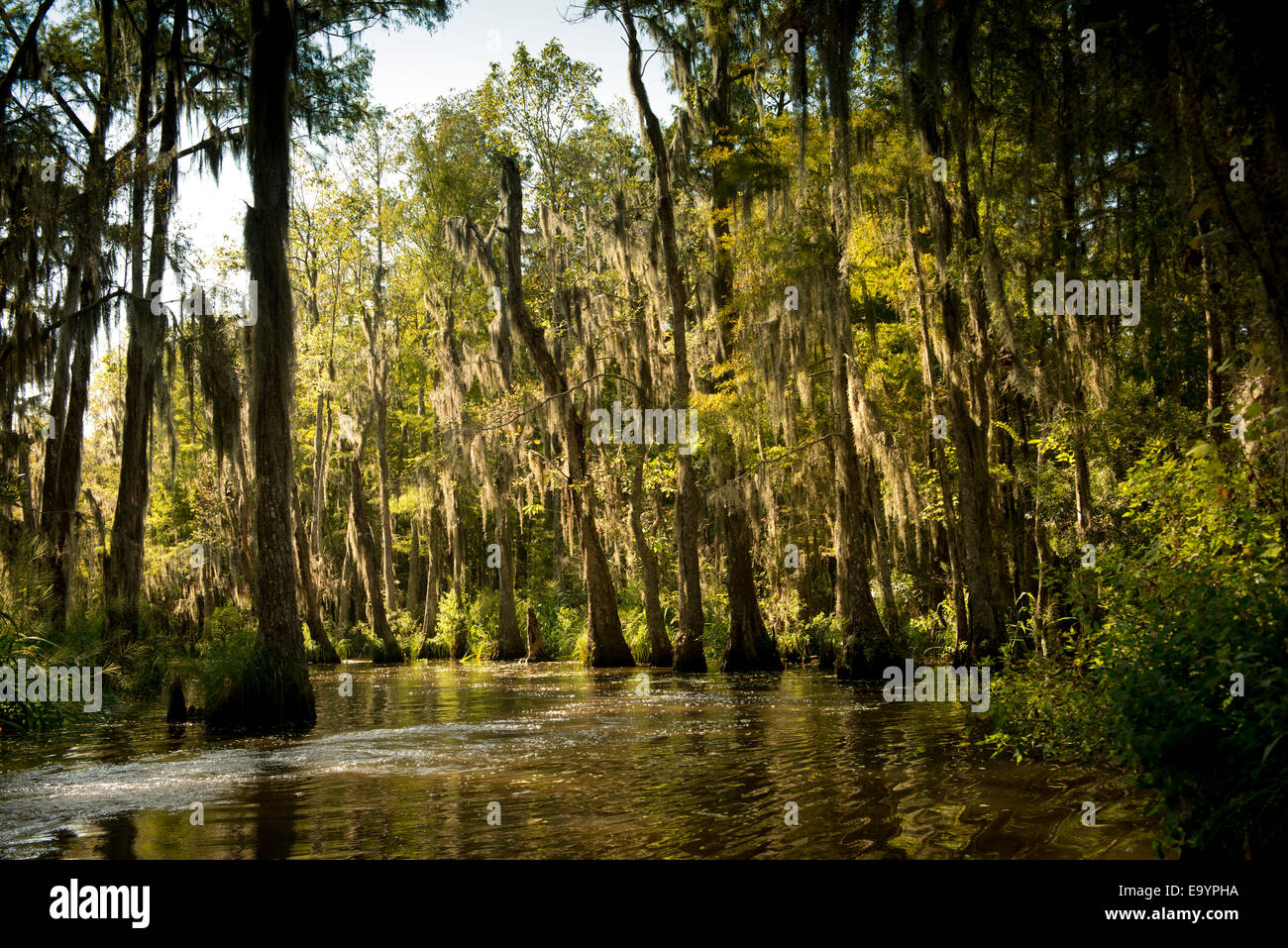 A Swamp, The Bayou. Louisiana Stock Photo Alamy