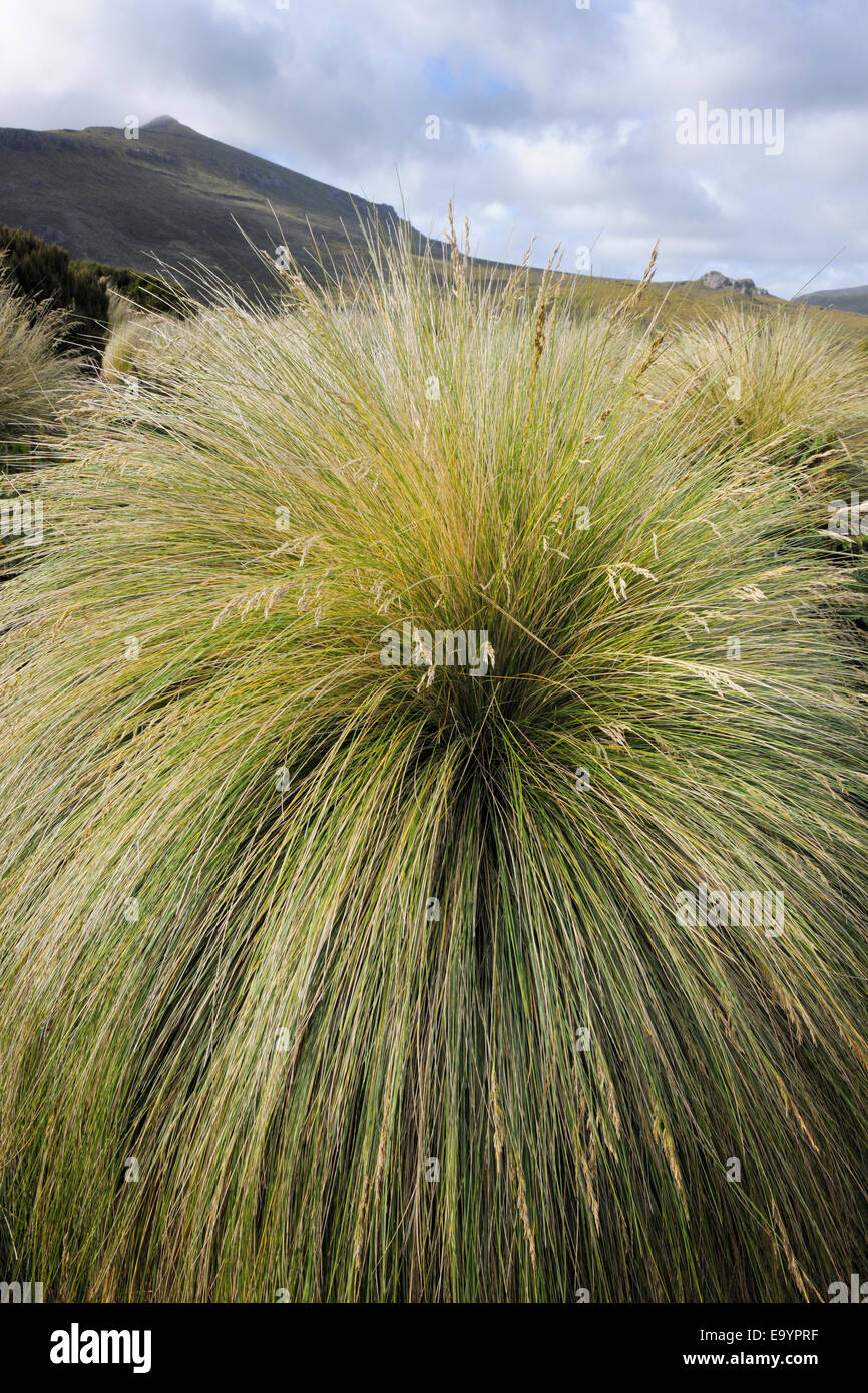 Landscape with view on Tussock Grasses (Chionochloa rubra), sub-antarctic Campbell island, New Zealand. Stock Photo