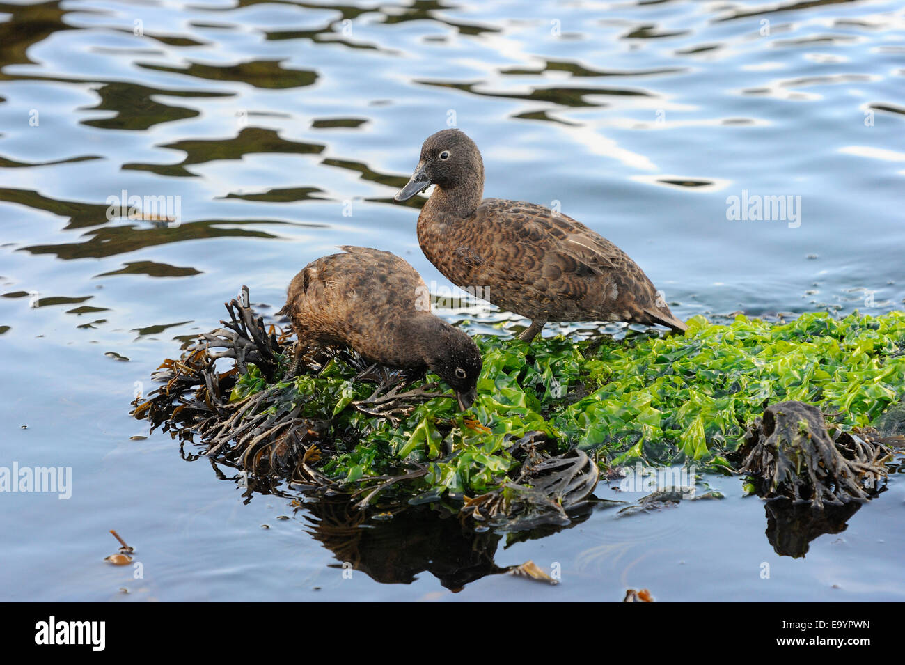Campbell Island Teal (Anas nesiotis) foraging on seeweed in water, sub