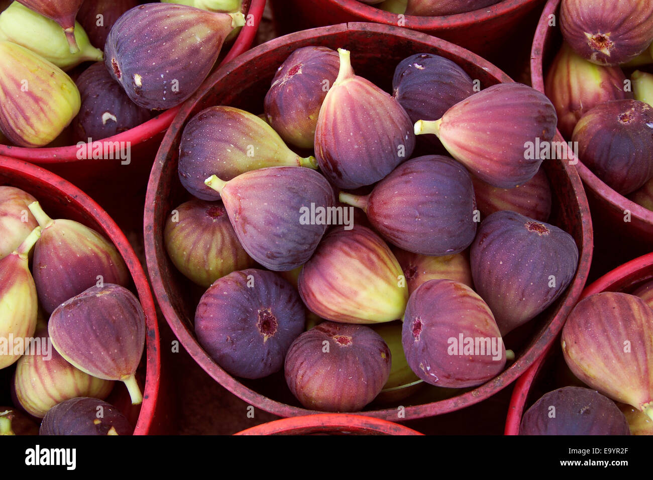 Freshly harvested figs in harvesting buckets await packing at a field
