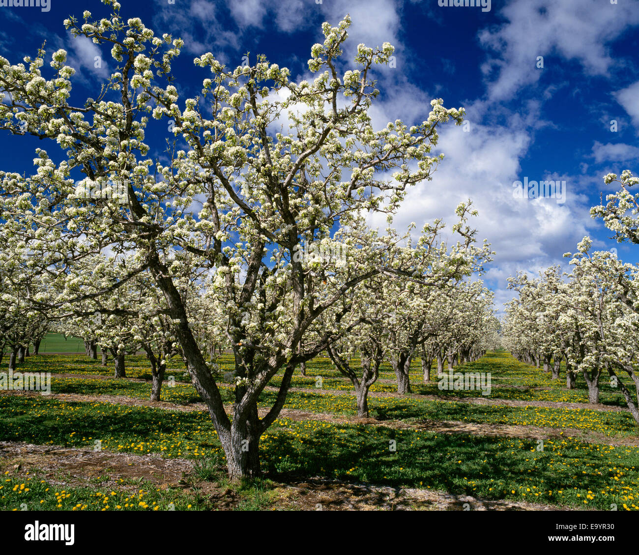 Agriculture Bartlett pear tree in full bloom with orchard in