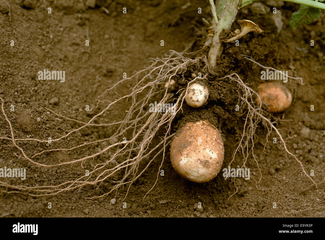 Russet potato plant in pre-bloom stage shows exposed fibrous root system and immature potatoes / Yakima County, Washington, USA. Stock Photo