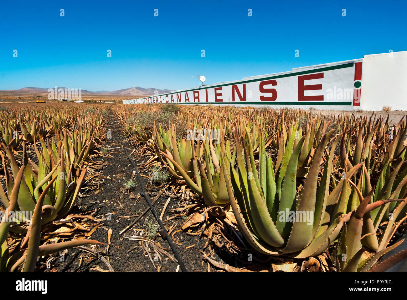 Aloe Vera plants at Savimax finca & factory, known for it's tours & shop;  Valles de Ortega, Fuerteventura, Canary Islands, Spain Stock Photo - Alamy