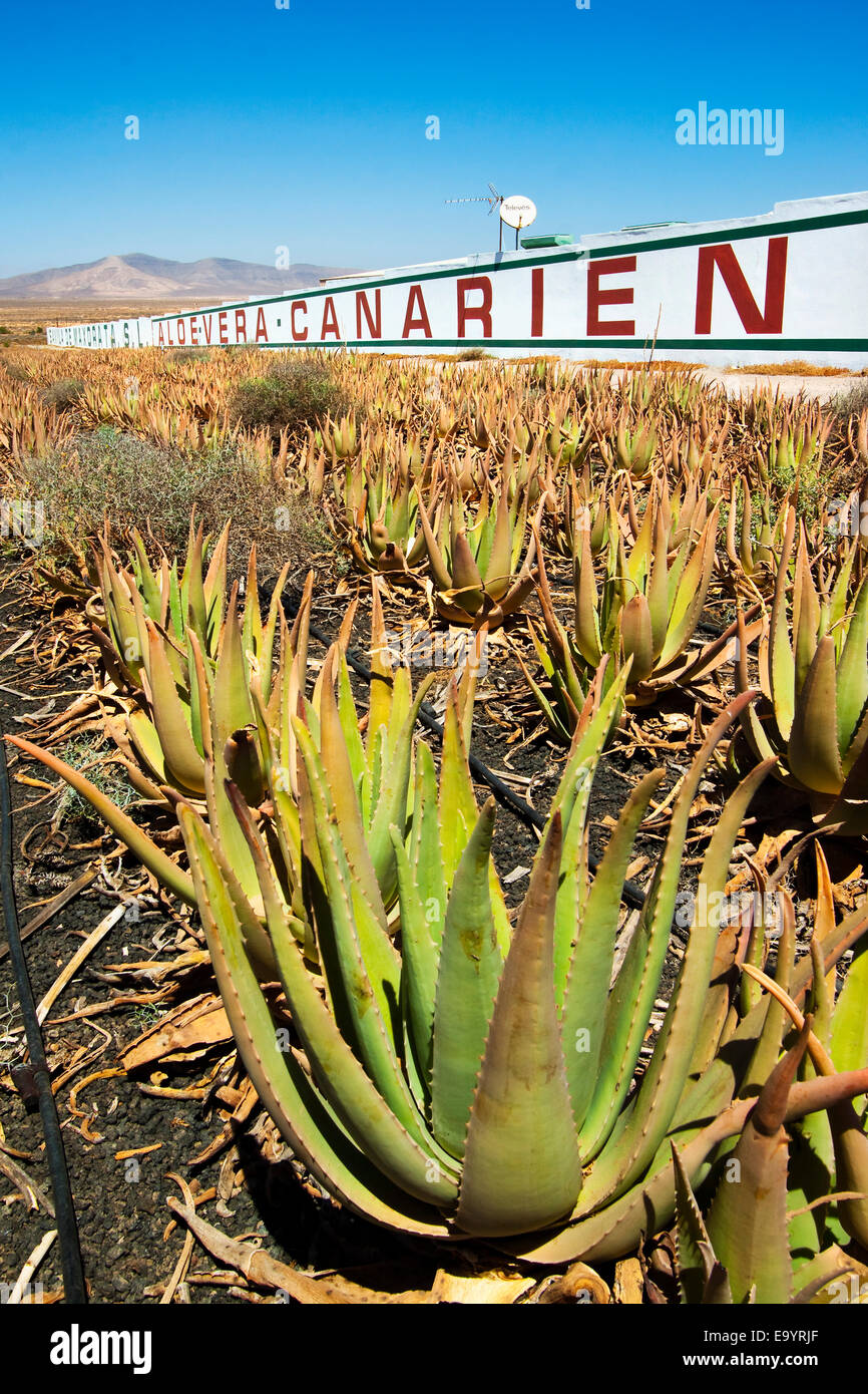 aloe vera premium gel Badger Aloe Vera Gel main image 0