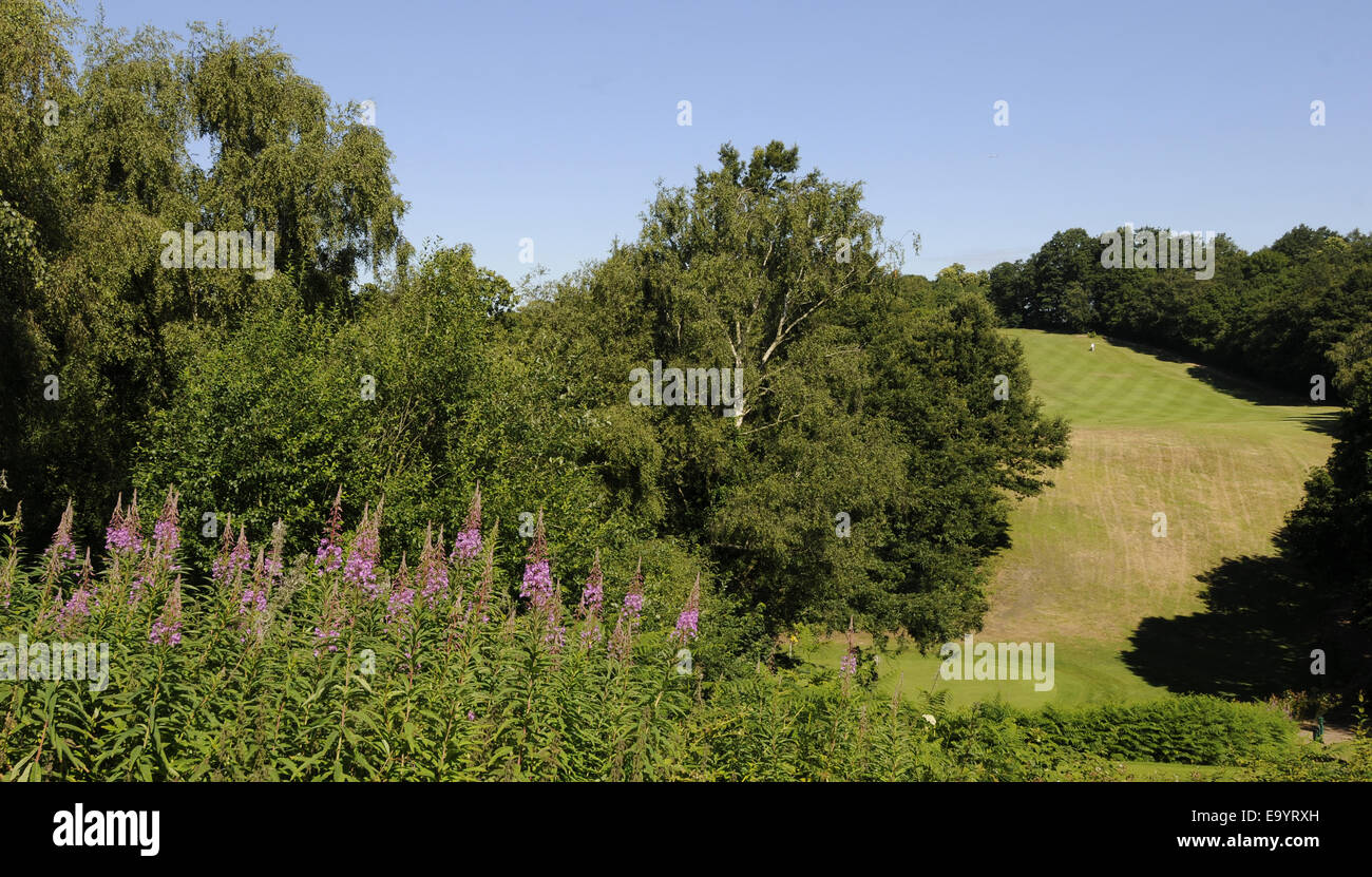 View from Tee over Mauve flowers to 8th Hole West Course Sundridge Park Golf Club Bromley Kent England Stock Photo