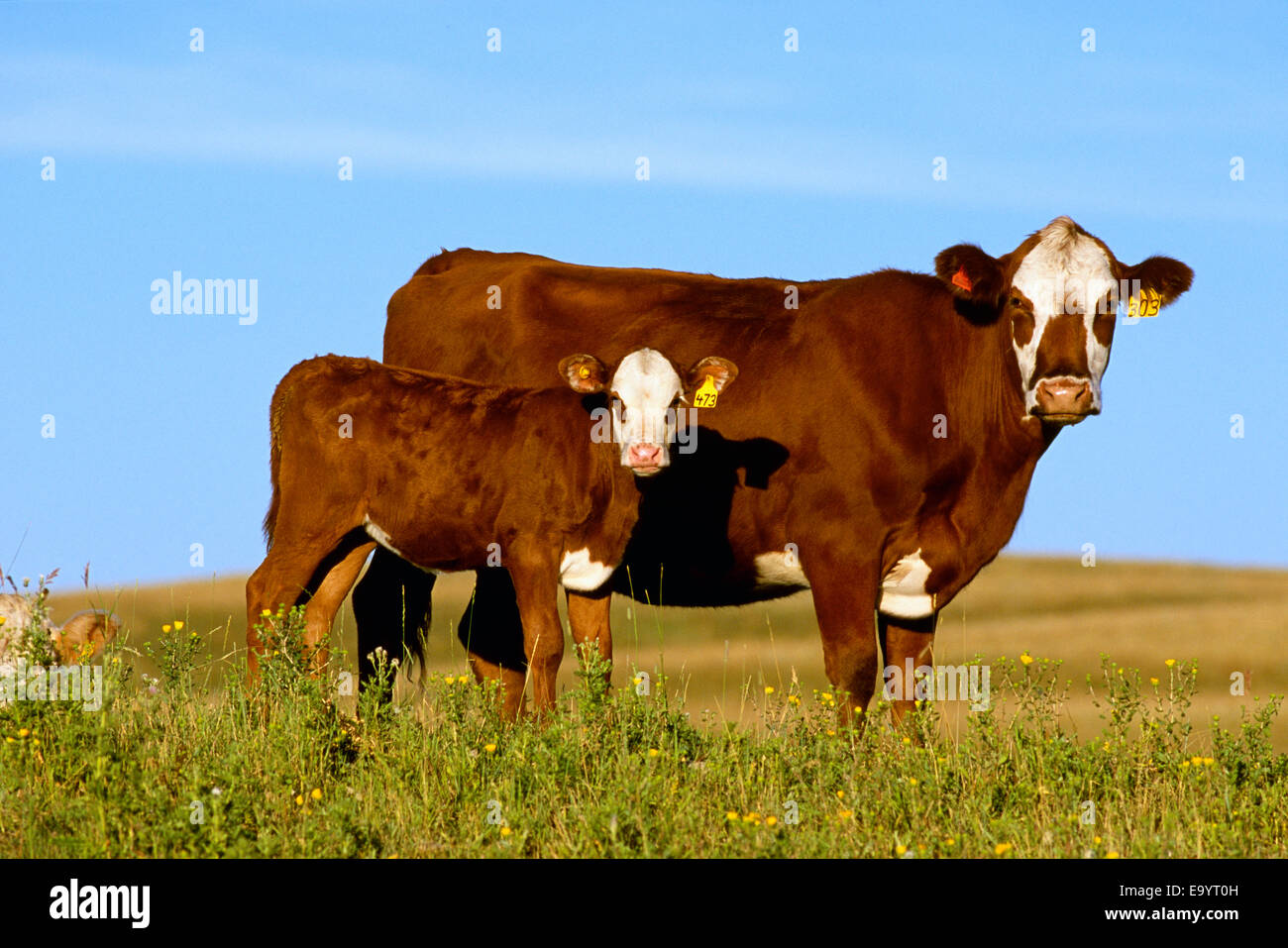 Livestock - Crossbred cow and calf on a midsummer pasture / Southern ...