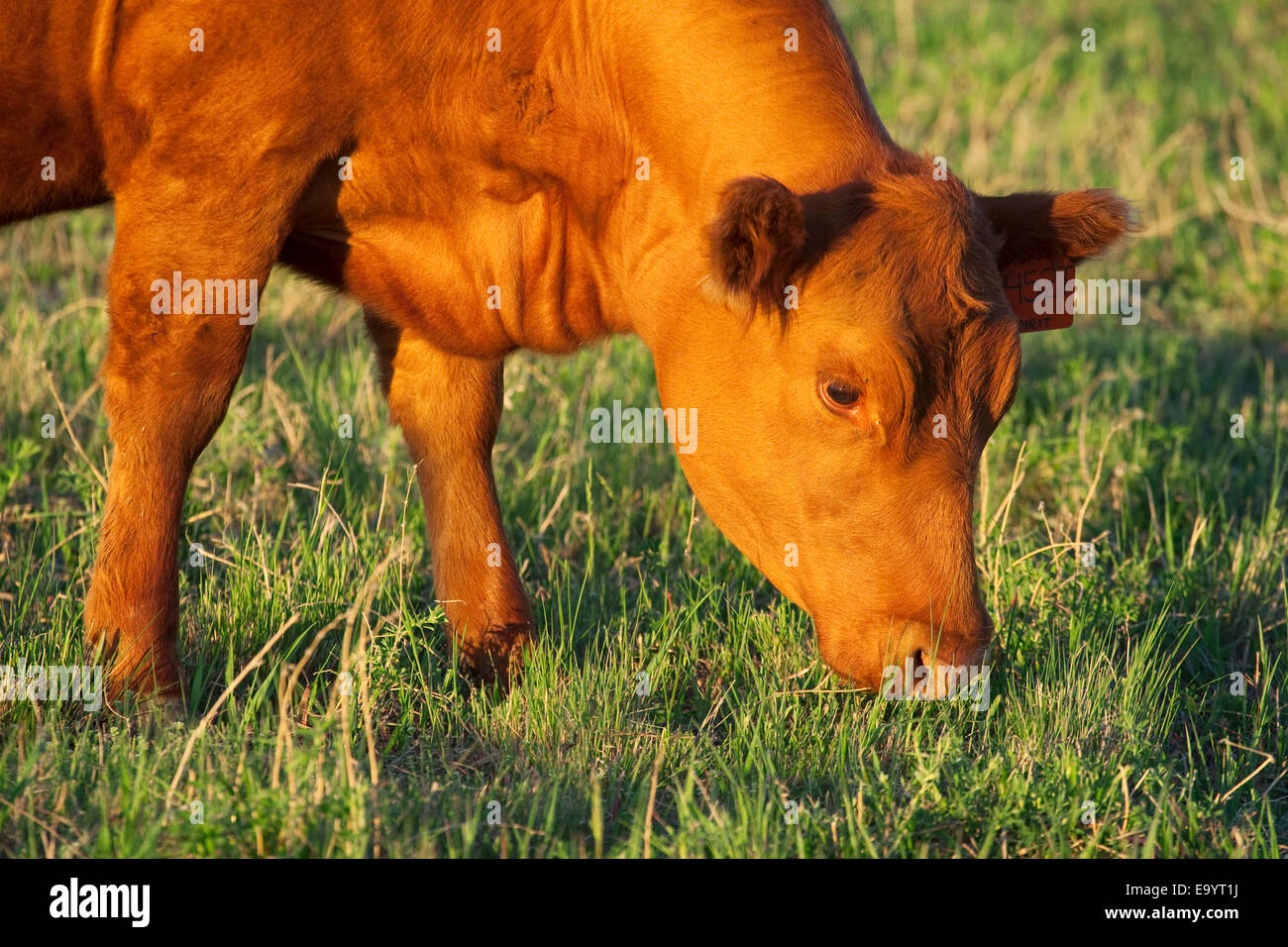 Livestock A Red Angus beef cow grazes on a green pasture in late