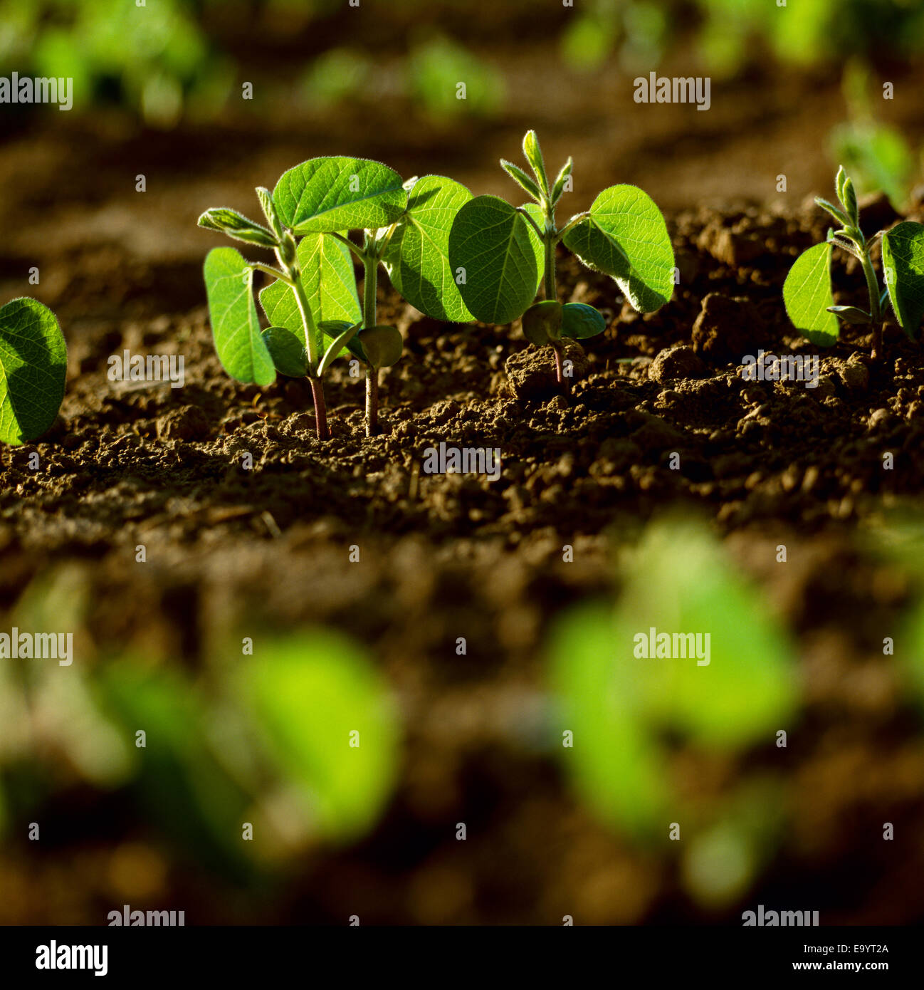 Agriculture - Soybean seedlings backlit by early morning light / Ontario, Canada. Stock Photo