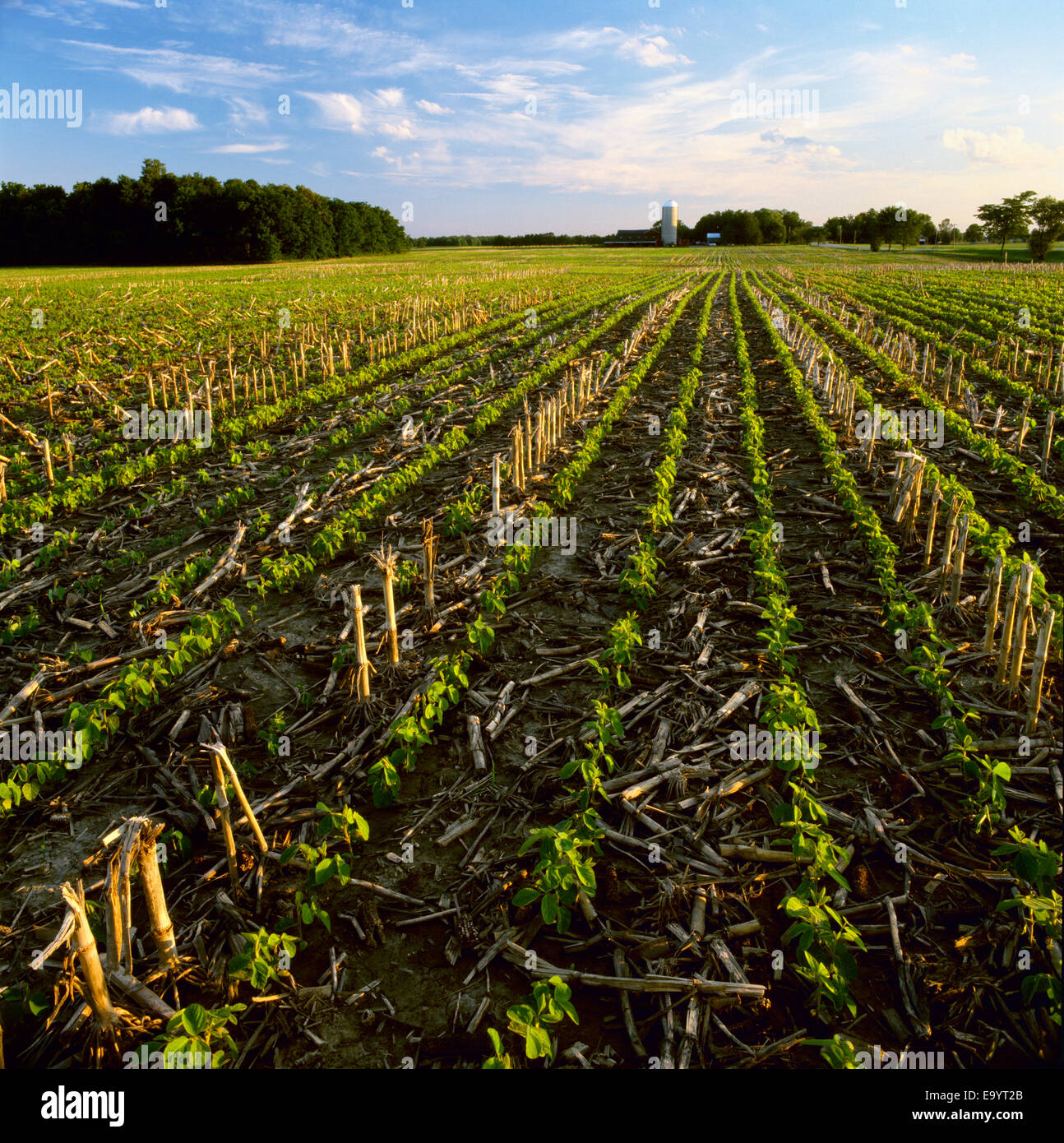 Agriculture - Early growth no-till soybeans emerging in grain corn stubble in late afternoon light / Ontario, Canada. Stock Photo