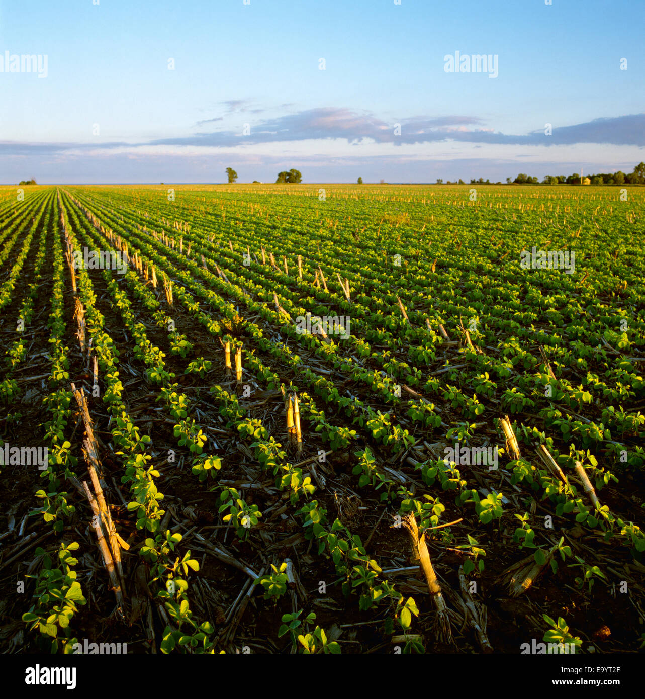 Agriculture - Early growth no-till soybeans emerging in grain corn stubble in late afternoon light / Ontario, Canada. Stock Photo
