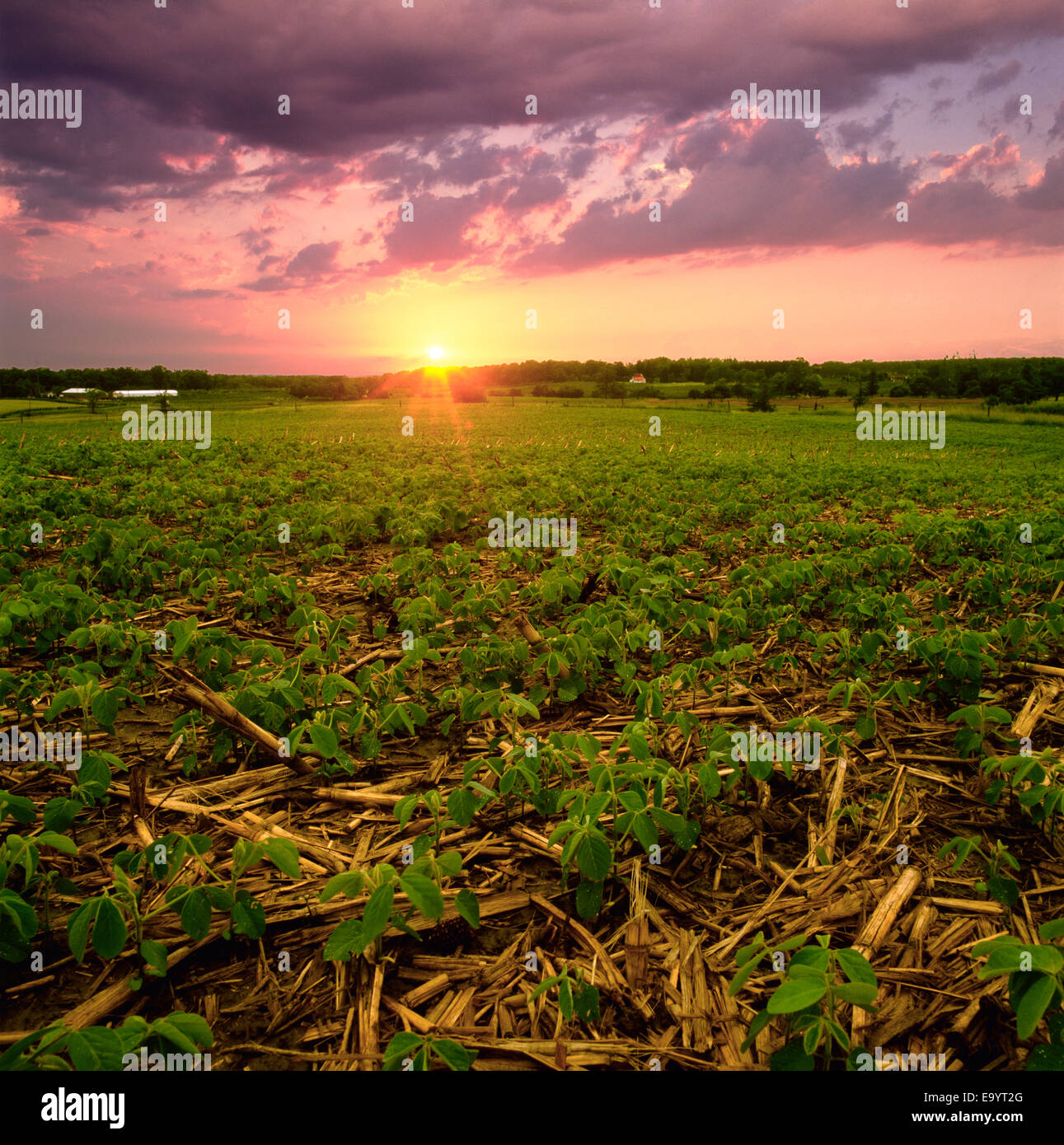 Agriculture - Early growth no-till soybeans emerging in grain corn stubble at sunset / Ontario, Canada. Stock Photo