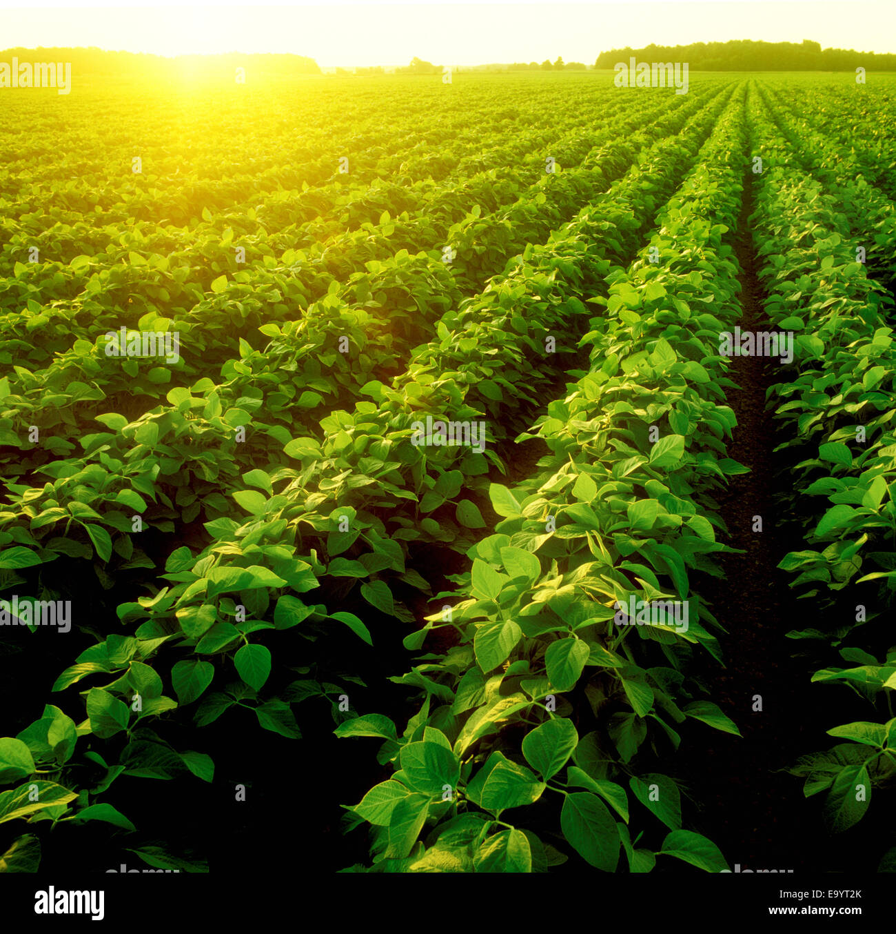 Agriculture - Field of mid growth soybeans backlit by late afternoon light / Ontario, Canada. Stock Photo