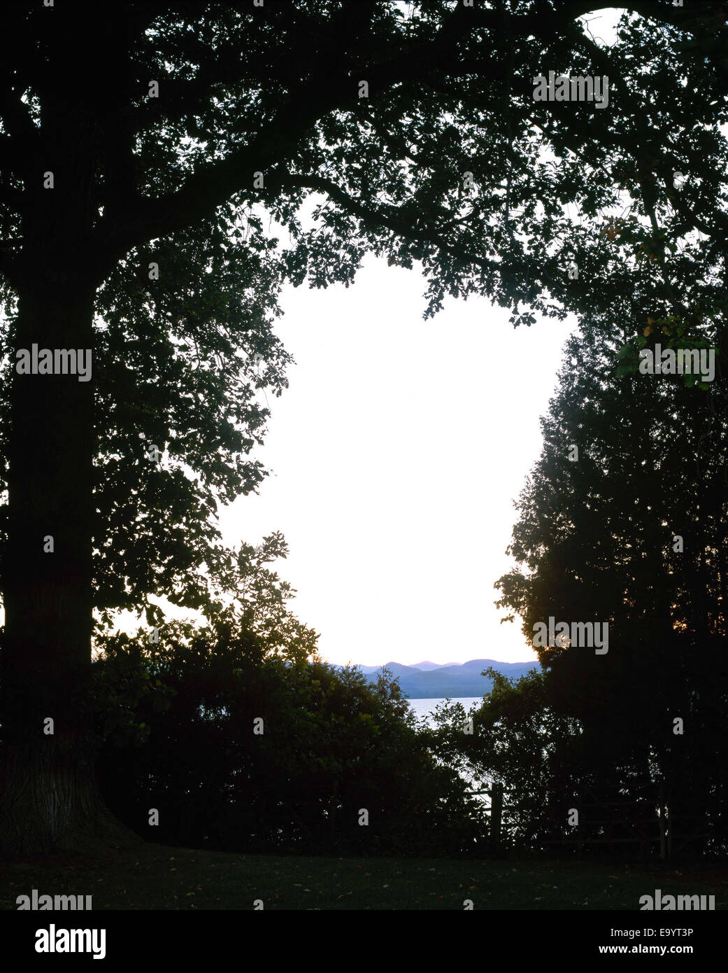 lake and tree branches Stock Photo