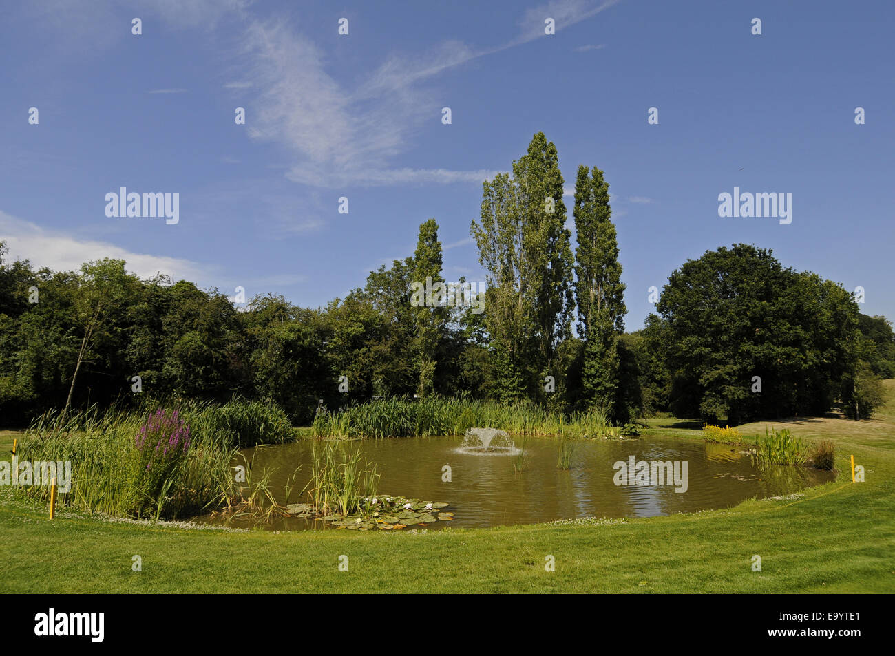 View over Pond with wild flowers on the 18th Hole East Course Sundridge Park Golf Club Bromley