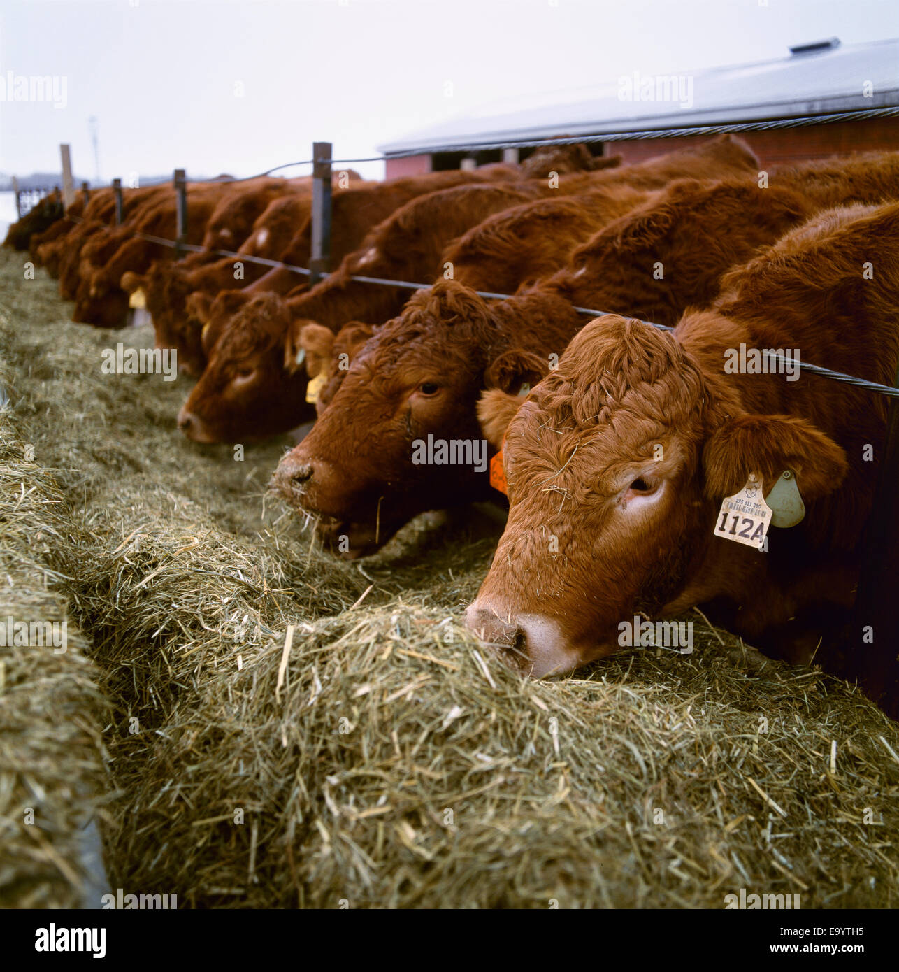 Livestock Crossbred beef cattle feed on grass silage, or haylage at