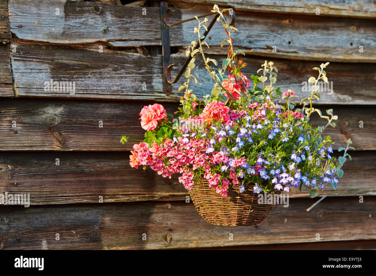 Hanging basket with colourful flowers against a wooden wall Stock Photo