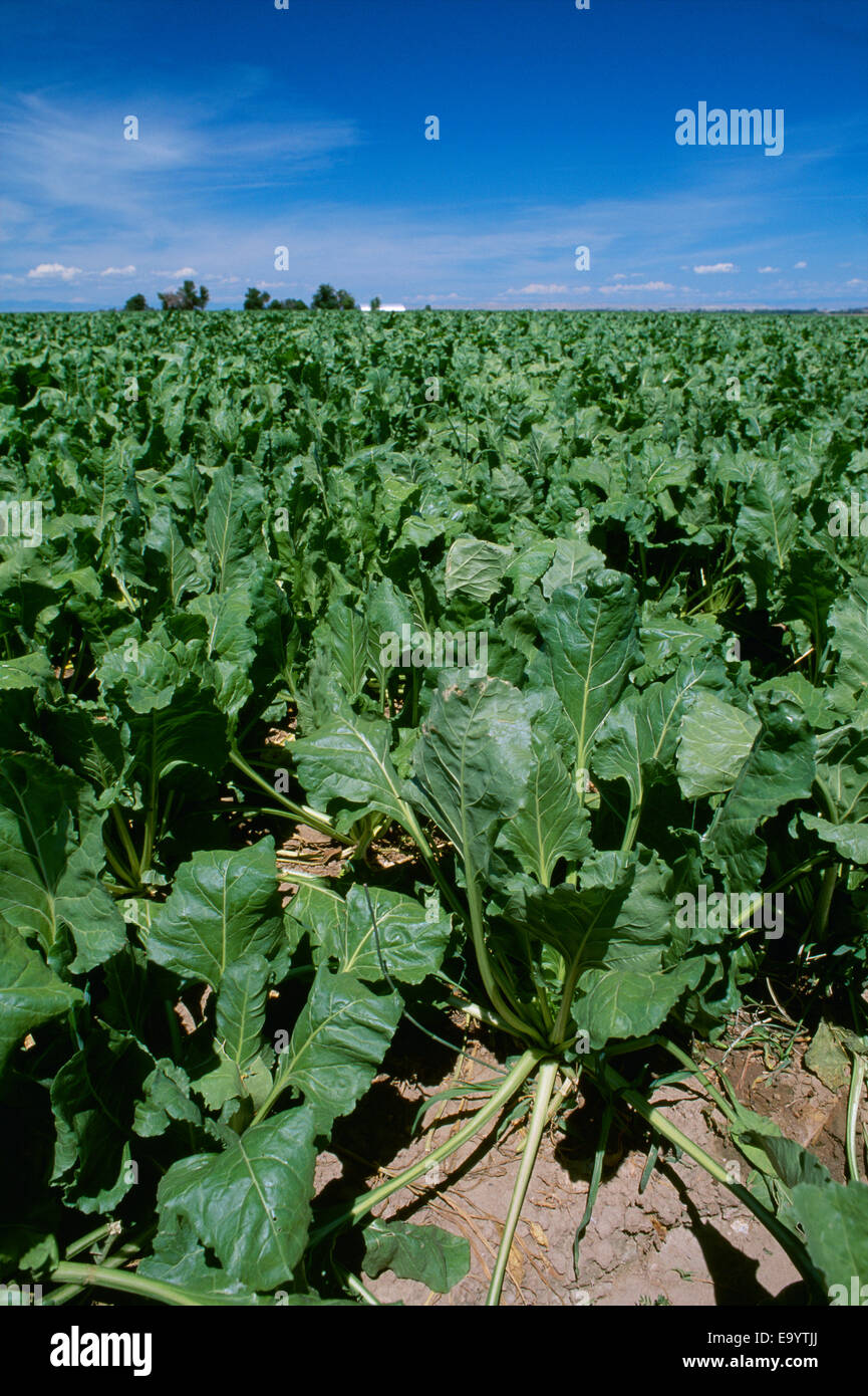 Agriculture Sugar beet field / Western Idaho, USA Stock Photo Alamy