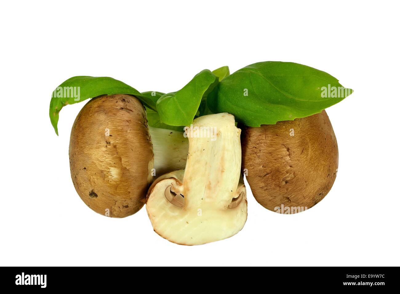 Baby Bella mushrooms and basil on a white background. Stock Photo
