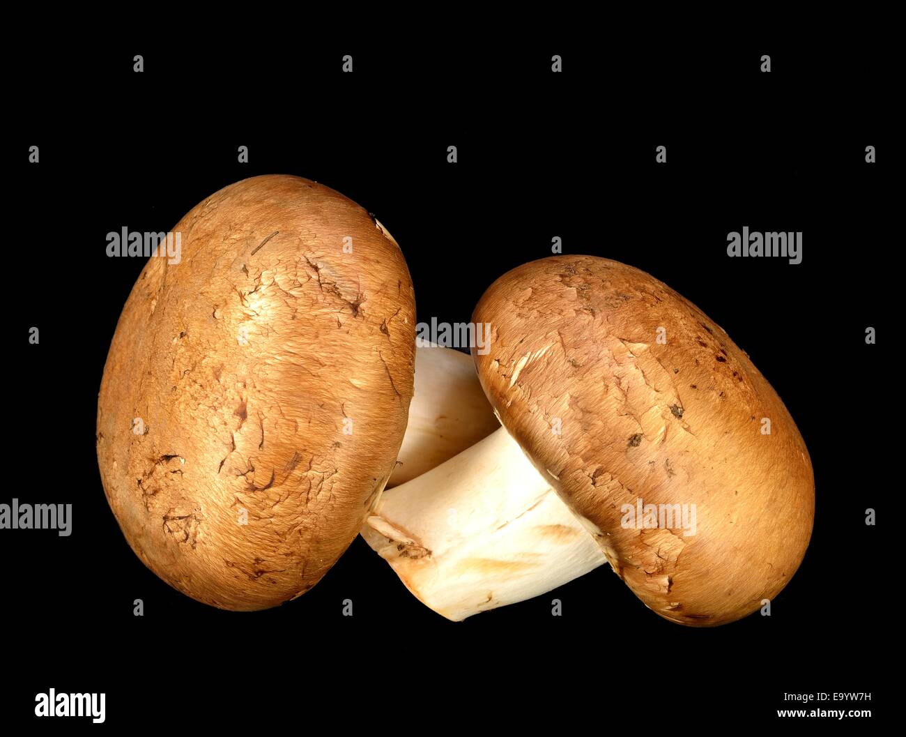 Baby Bella mushrooms on a black background Stock Photo Alamy