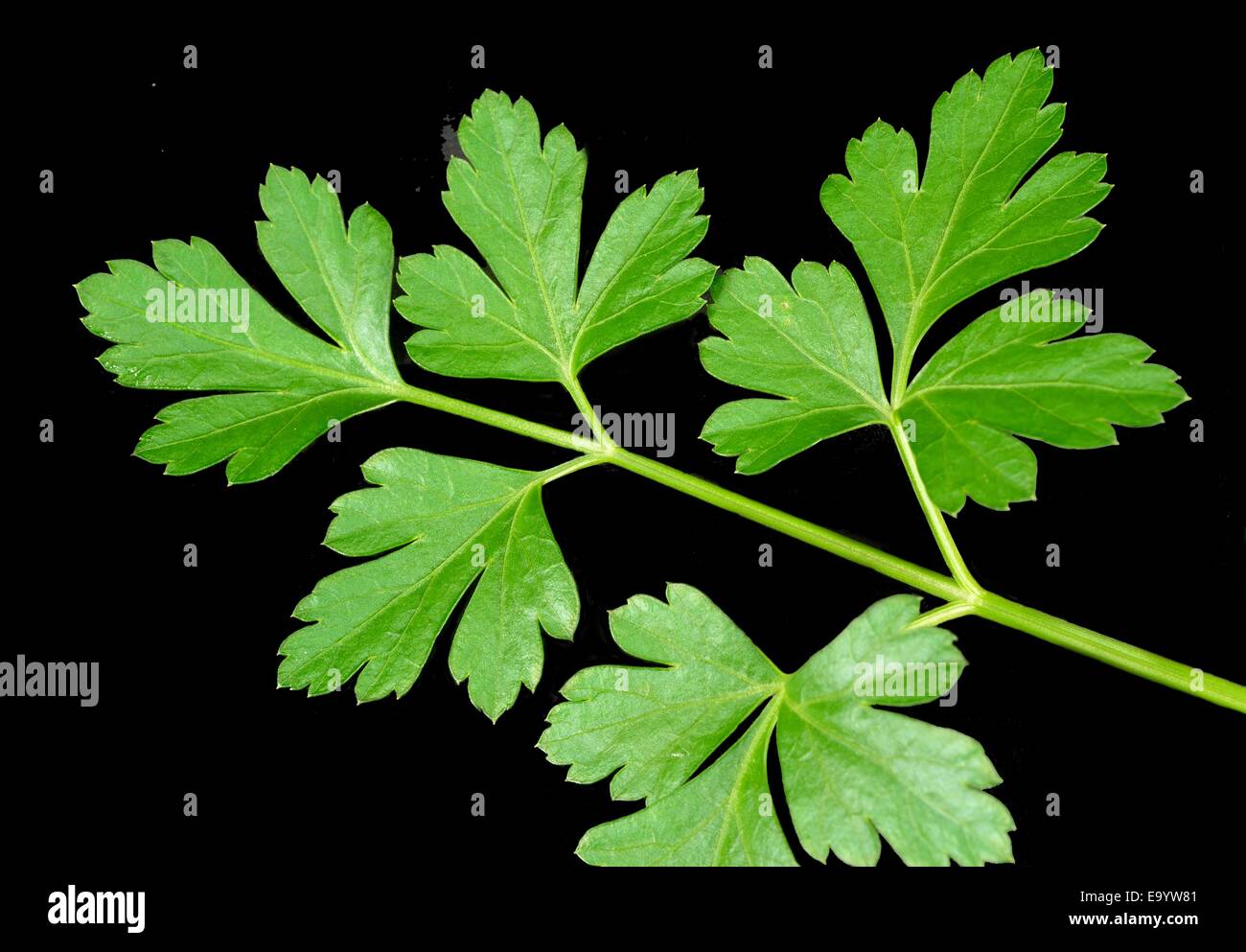 Closeup of parsley leaves on a black background Stock Photo - Alamy