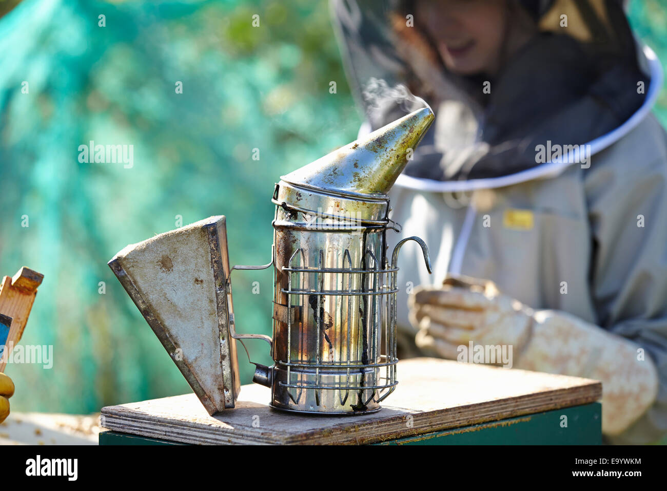 Female beekeeper and bee smoker on city allotment Stock Photo