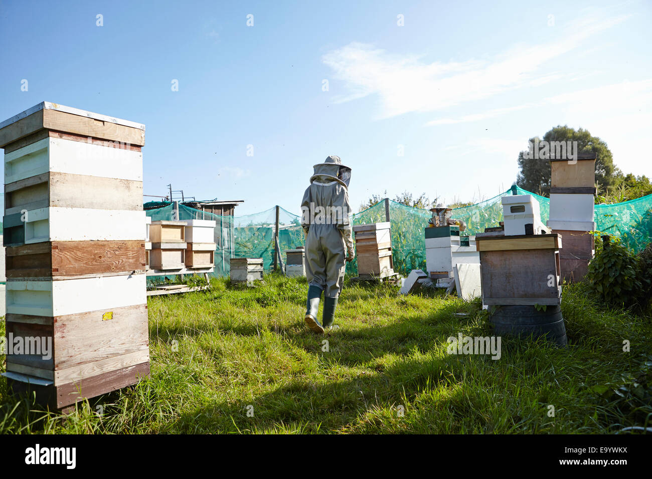 Women beekeepers working on city allotment Stock Photo
