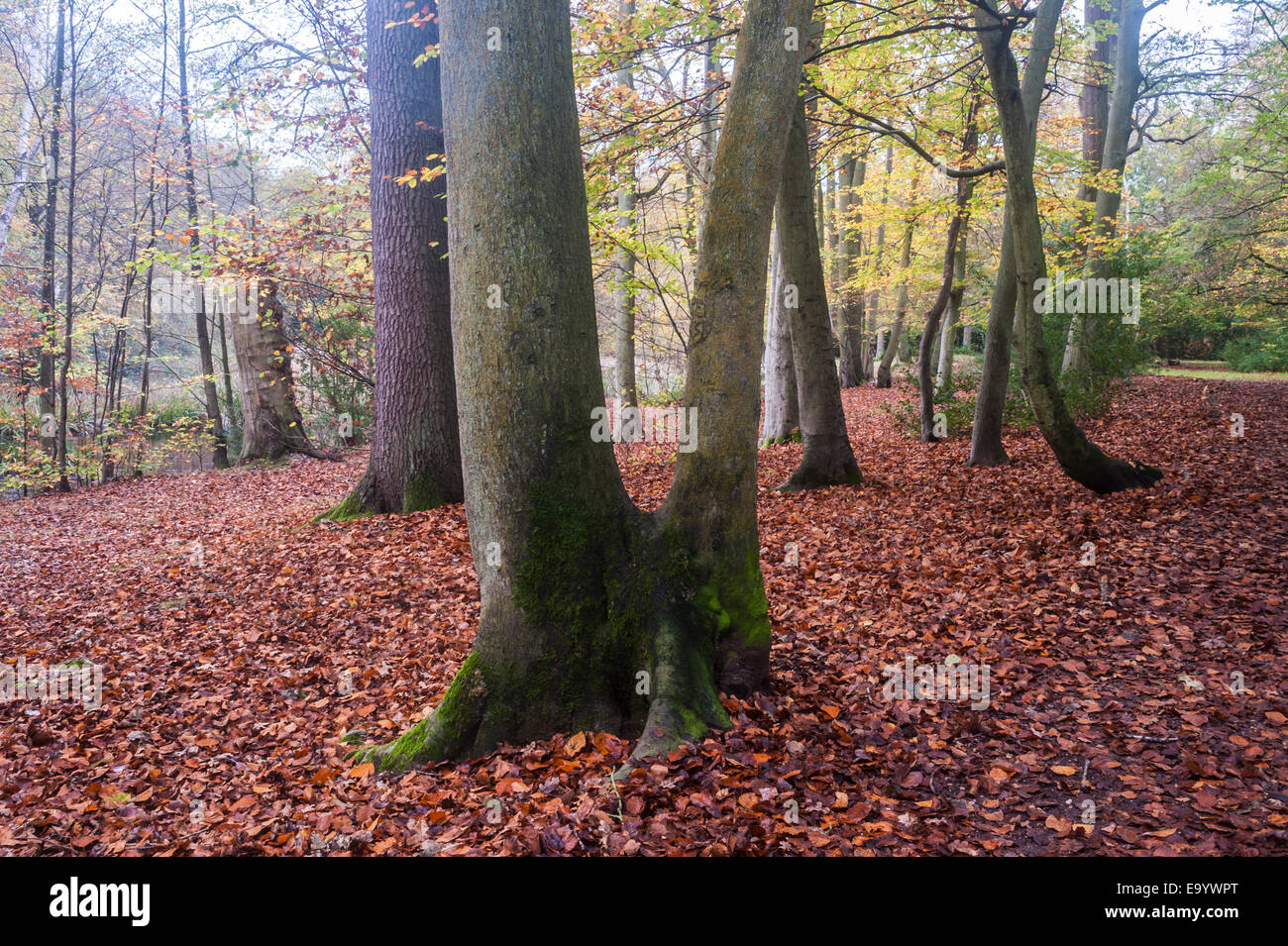 Buckinghamshire, UK, 4 November 2014.  Autumn comes to Burnham Beeches,  a Site of Special Scientific Interest (SSSI), a National Nature Reserve (NNR) and European Special Area of Conservation (SAC).  SSSIs and NNRs are protected under British law and SACs are also protected under the European Community's Habitats Directive.  Owned by the City of London Corporation since 1880, The Beeches cover 220 hectares and are noted for ancient beech and oak pollards. Credit:  Stephen Chung/Alamy Live News Stock Photo