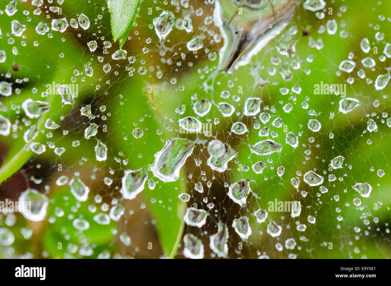 Close up top view dew drops on spider web in grass of Wolf spider Stock Photo