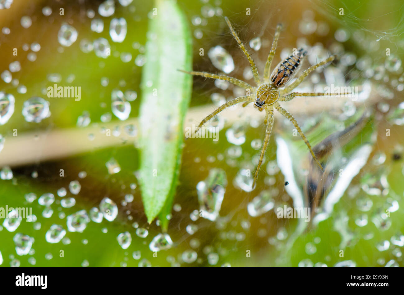 Close up top view of Lawn Wolf spider or Hippasa holmerae in Thailand
